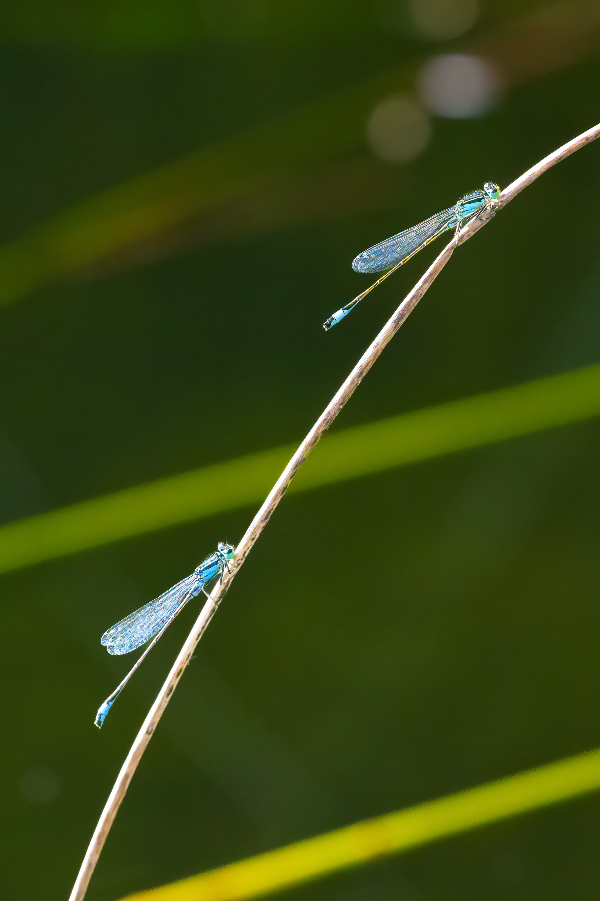 Šidélko větší (Ischnura elegans), Pyšely, 08/2024