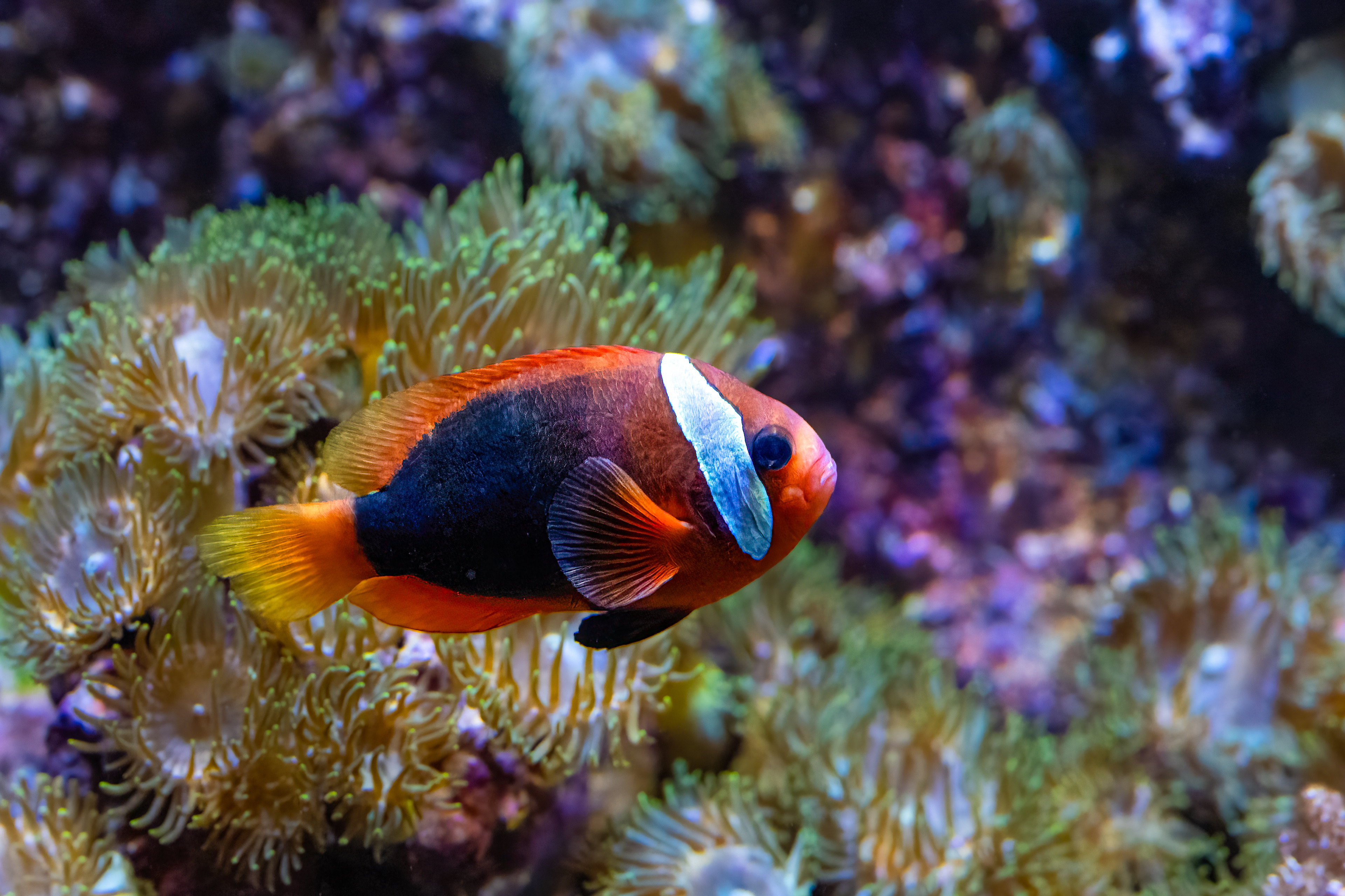 Klaun Clarkův (Amphiprion clarkii)