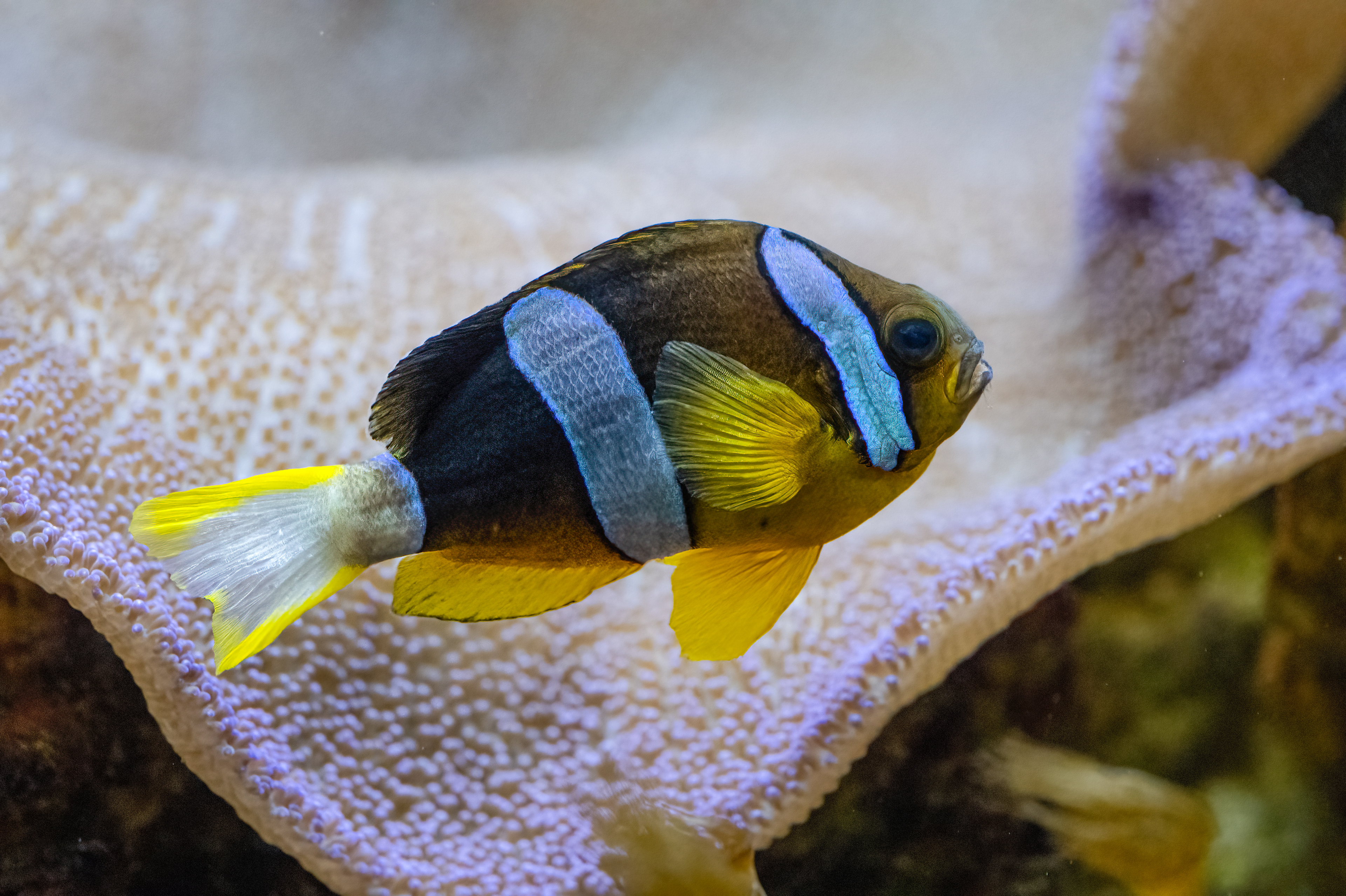 Klaun Clarkův (Amphiprion clarkii)