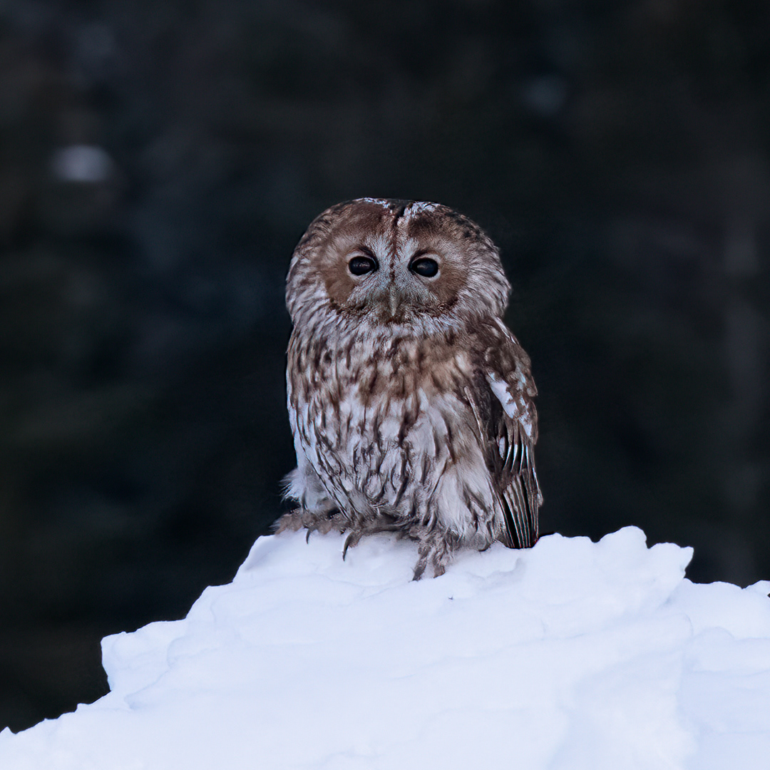 Puštík obecný (Strix aluco), Vysočina, 02/2023