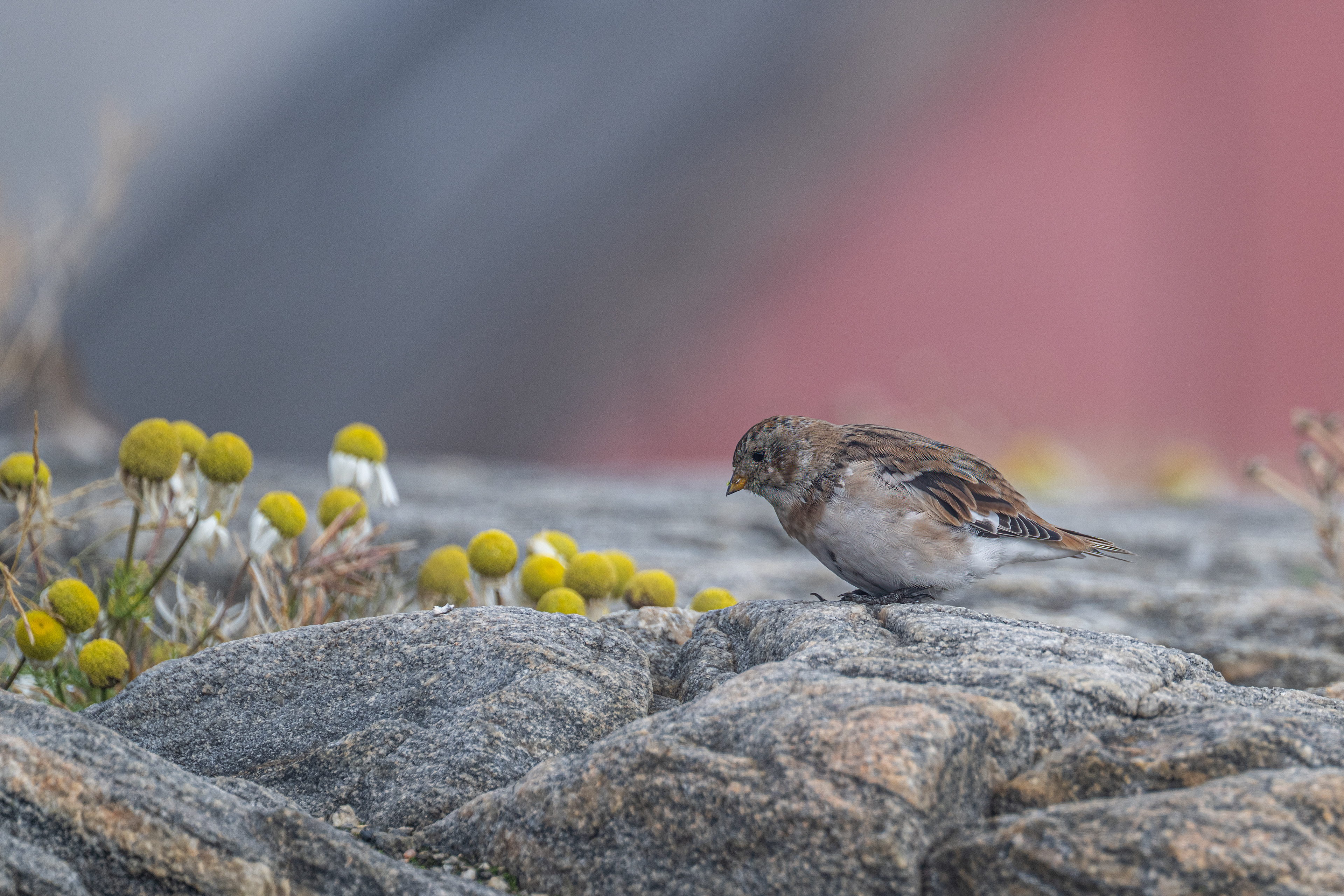 Sněhule severní (Plectrophenax nivalis, Snow bunting), Grónsko, 08/2025