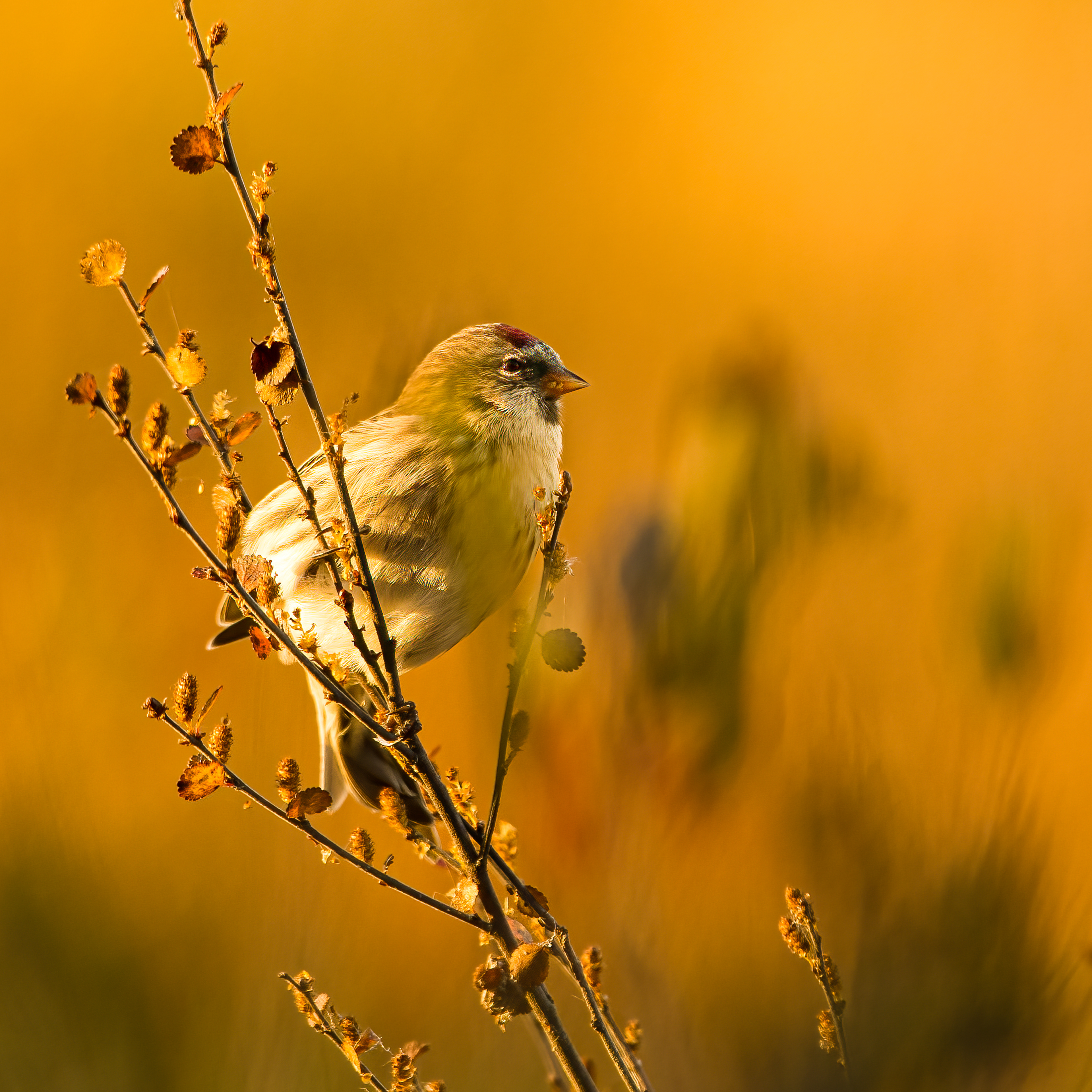 Čečetka zimní (Carduelis flammea), Finsko, 09/2022