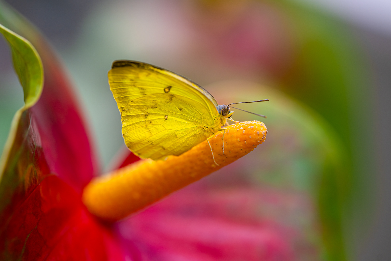 Catopsilia pomona (Common emigrant), Fata Morgana, Praha, 05/2024