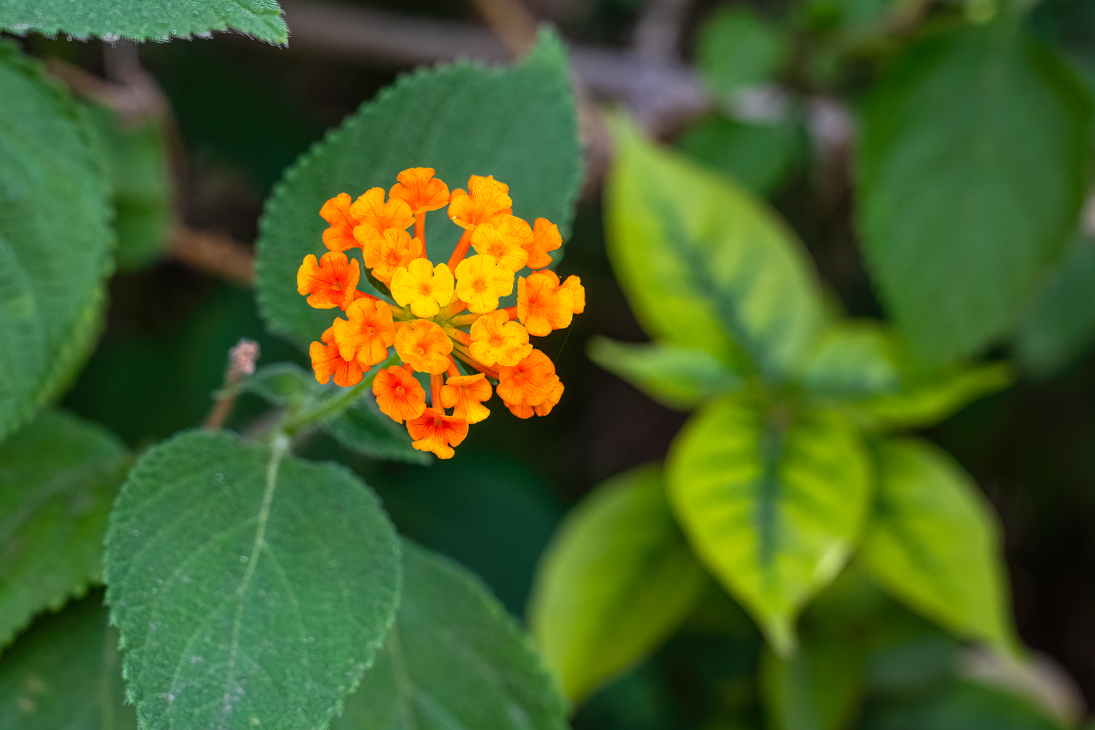 Stromboli, Lantana měňavá (Lantana camara)