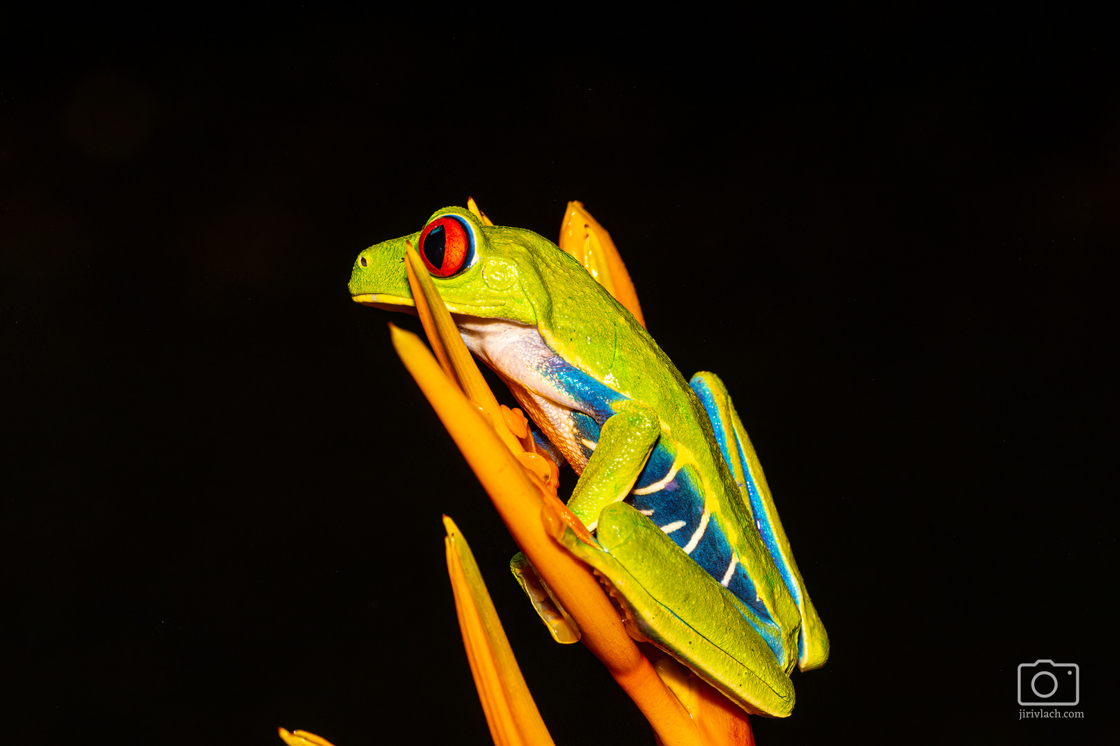 Listovnice červenooká (Red-eyed tree frog, Agalychnis callidryas)