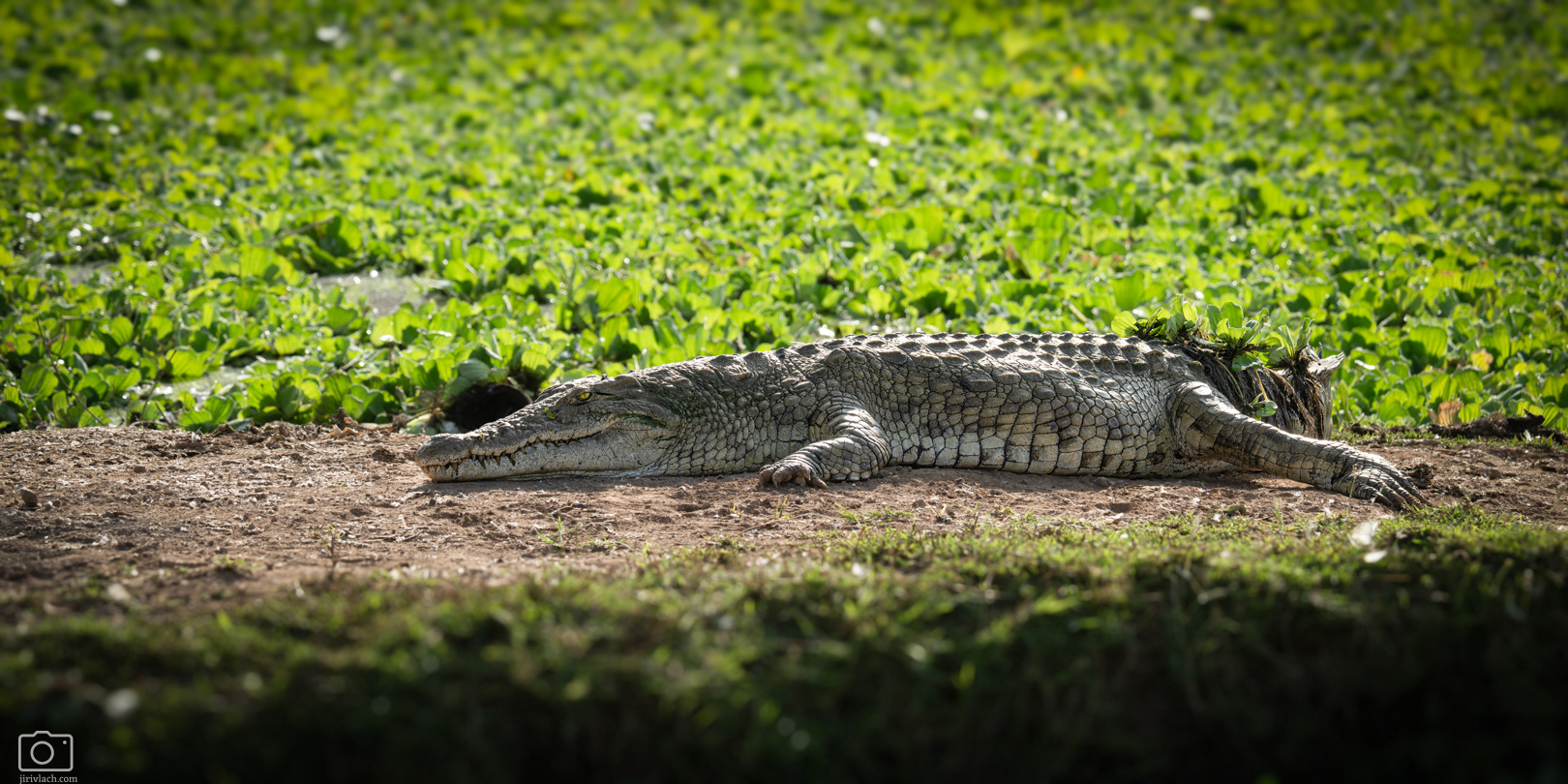 Krokodýl nilský (Crocodylus niloticus), Kenya, 12/2025