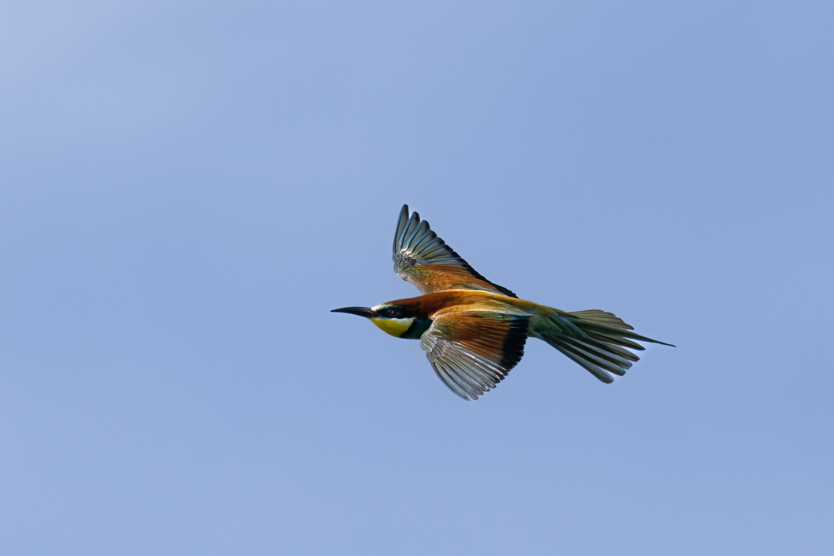 Vlha pestrá (Merops apiaster), jižní Morava, 06/2023