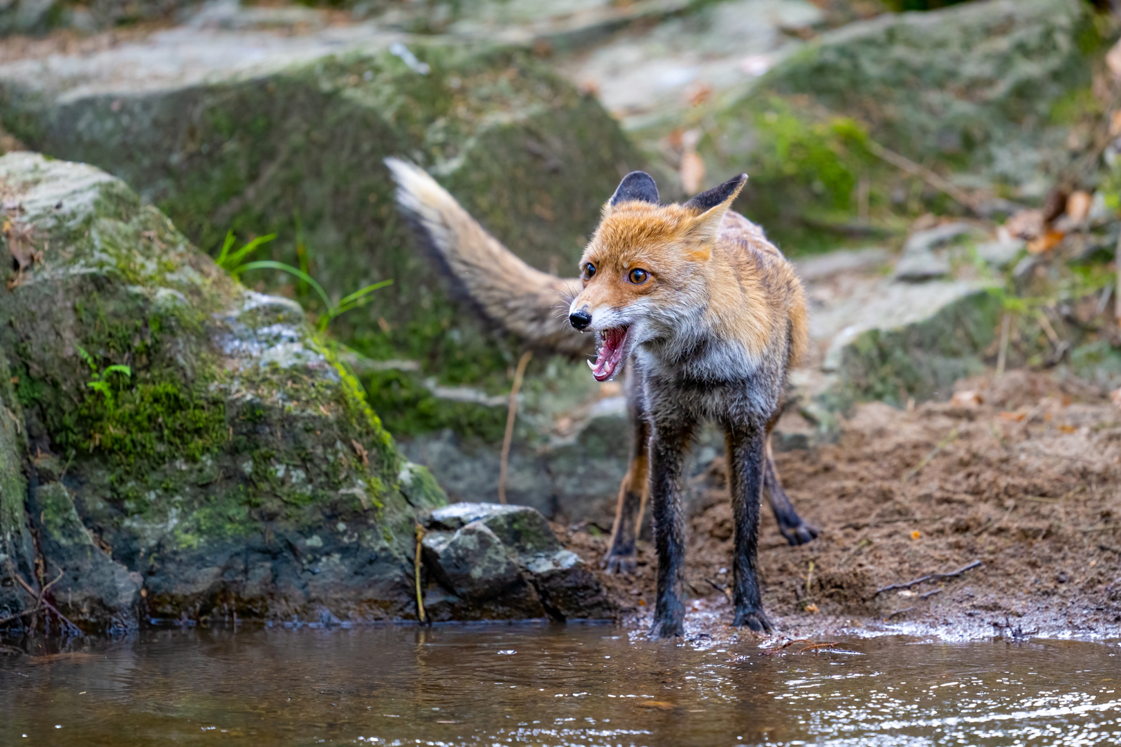 Liška obecná (Vulpes vulpes), Vysočina, 04/2024