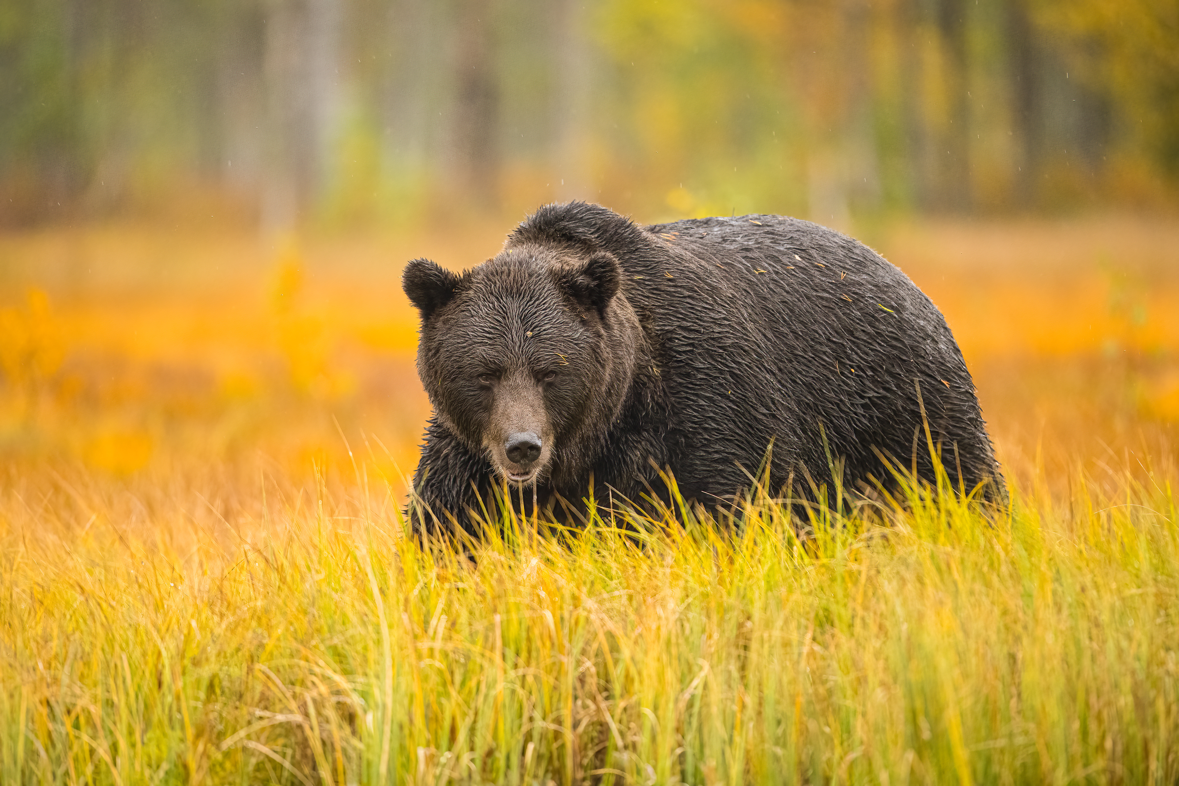Medvěd hnědý (Ursus arctos), Finsko, 09/2022