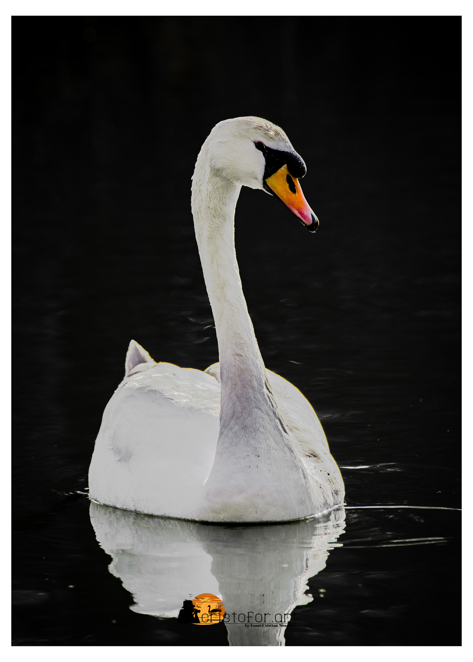 Mute Swan