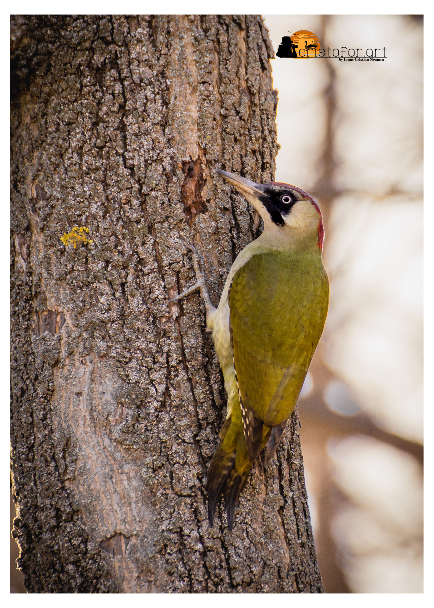 European Green Woodpecker