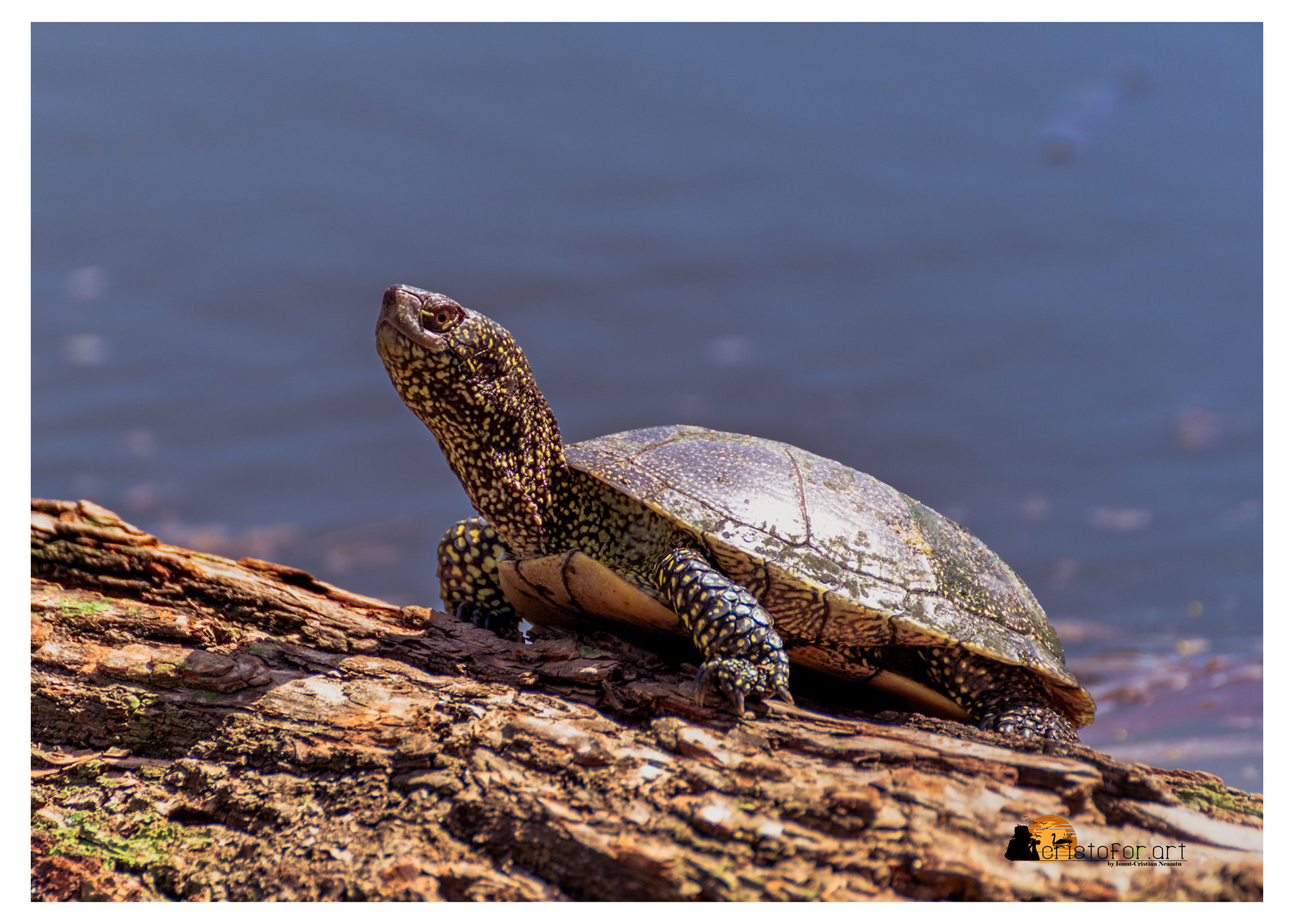 European Pond Turtle