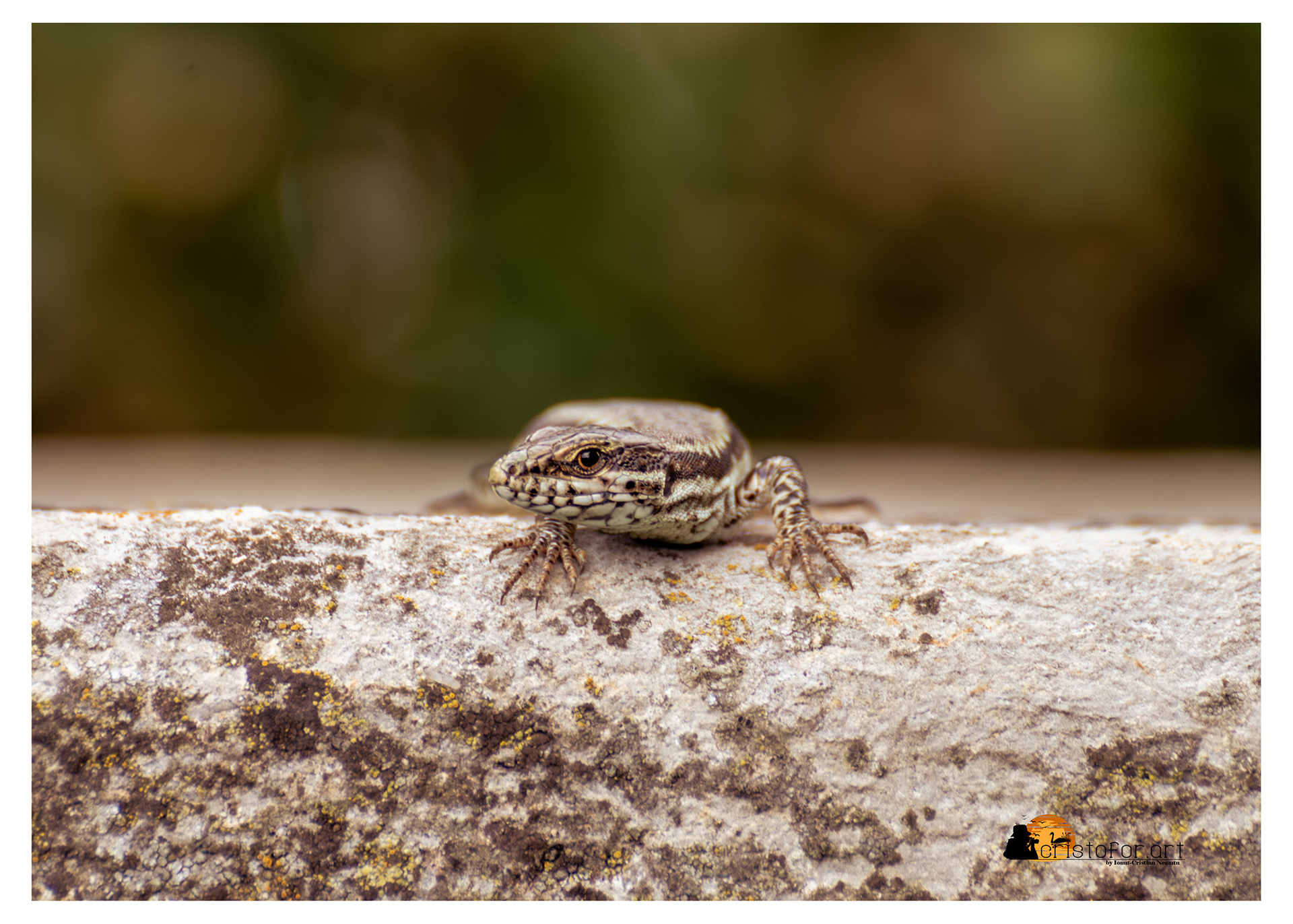 European Wall Lizard