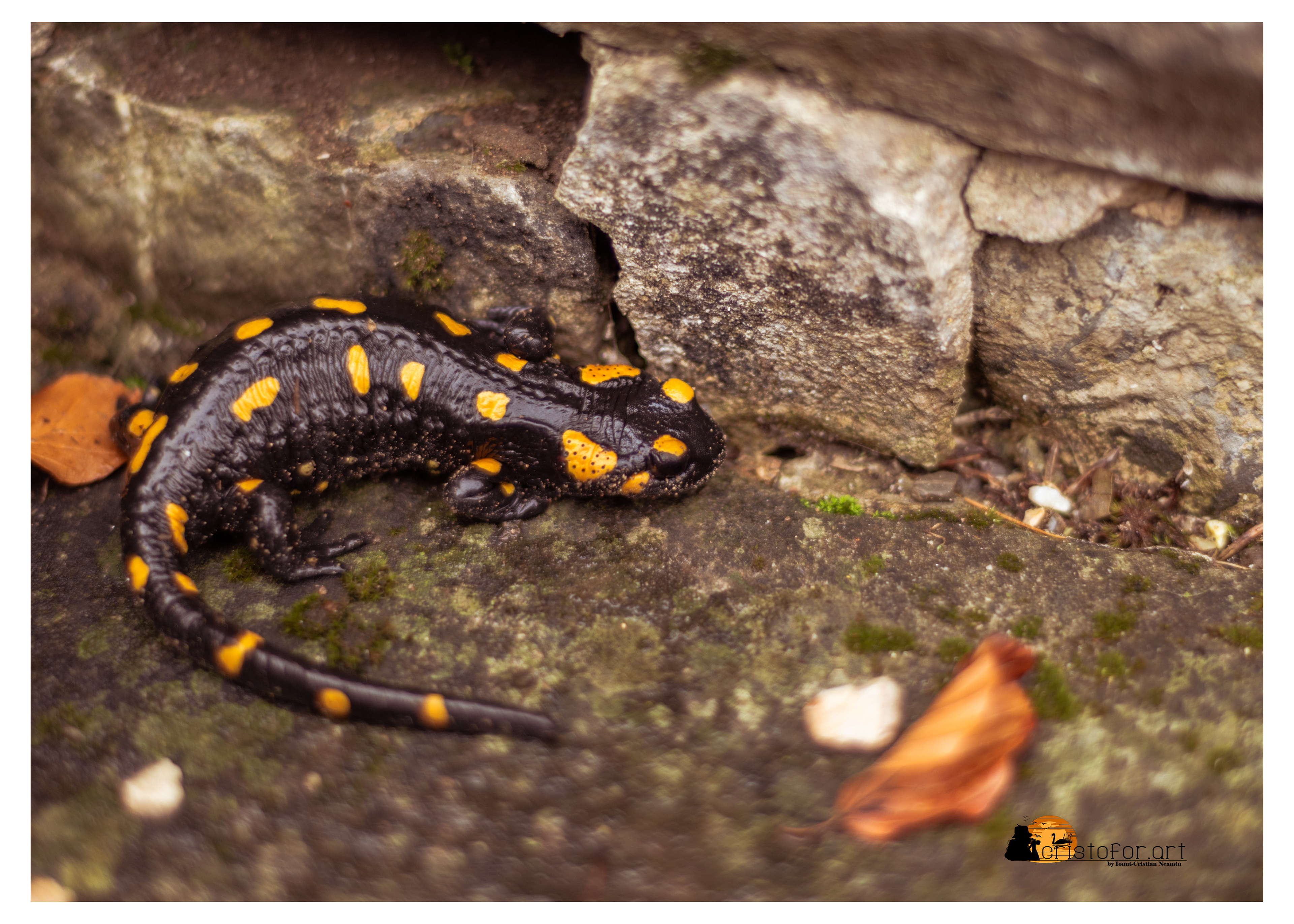 Fire Salamander