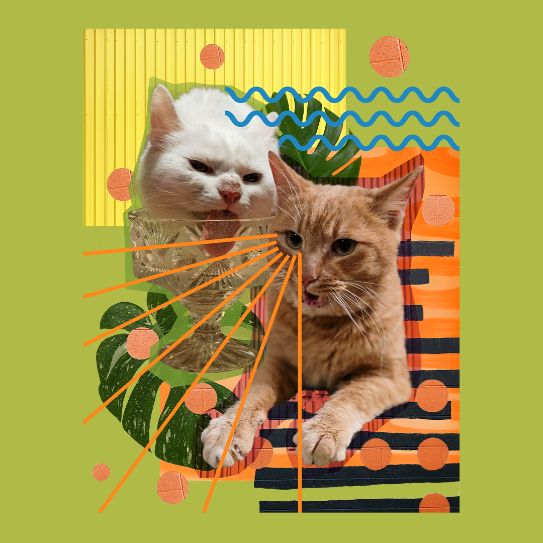 Cats