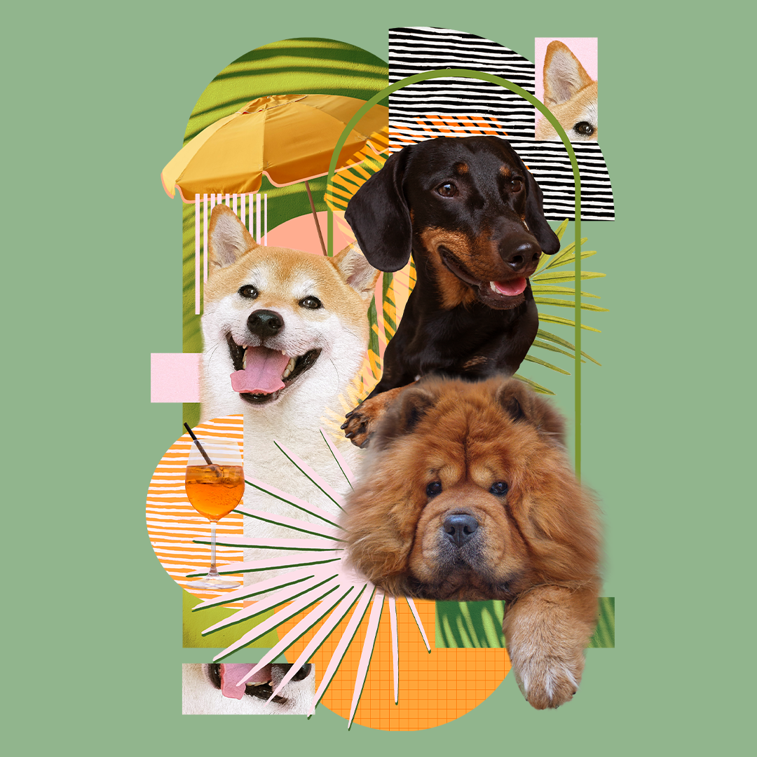 Dogs