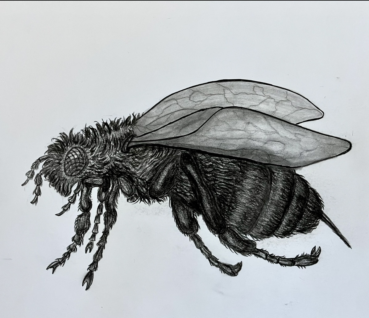 Bee Pencil Drawing