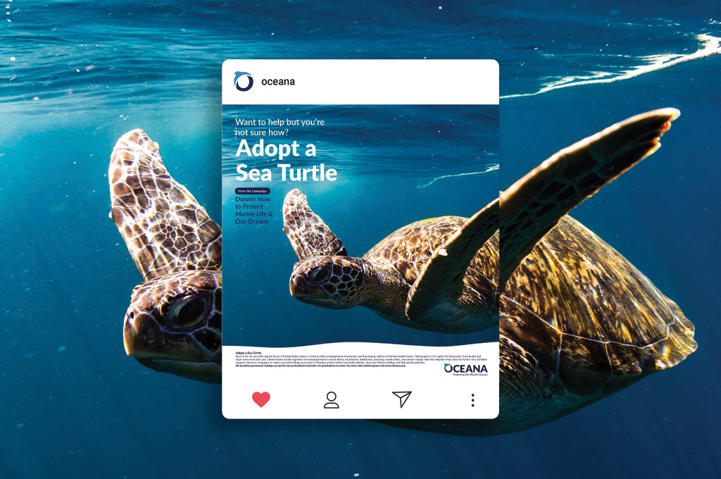 Oceana Social Media Campaign