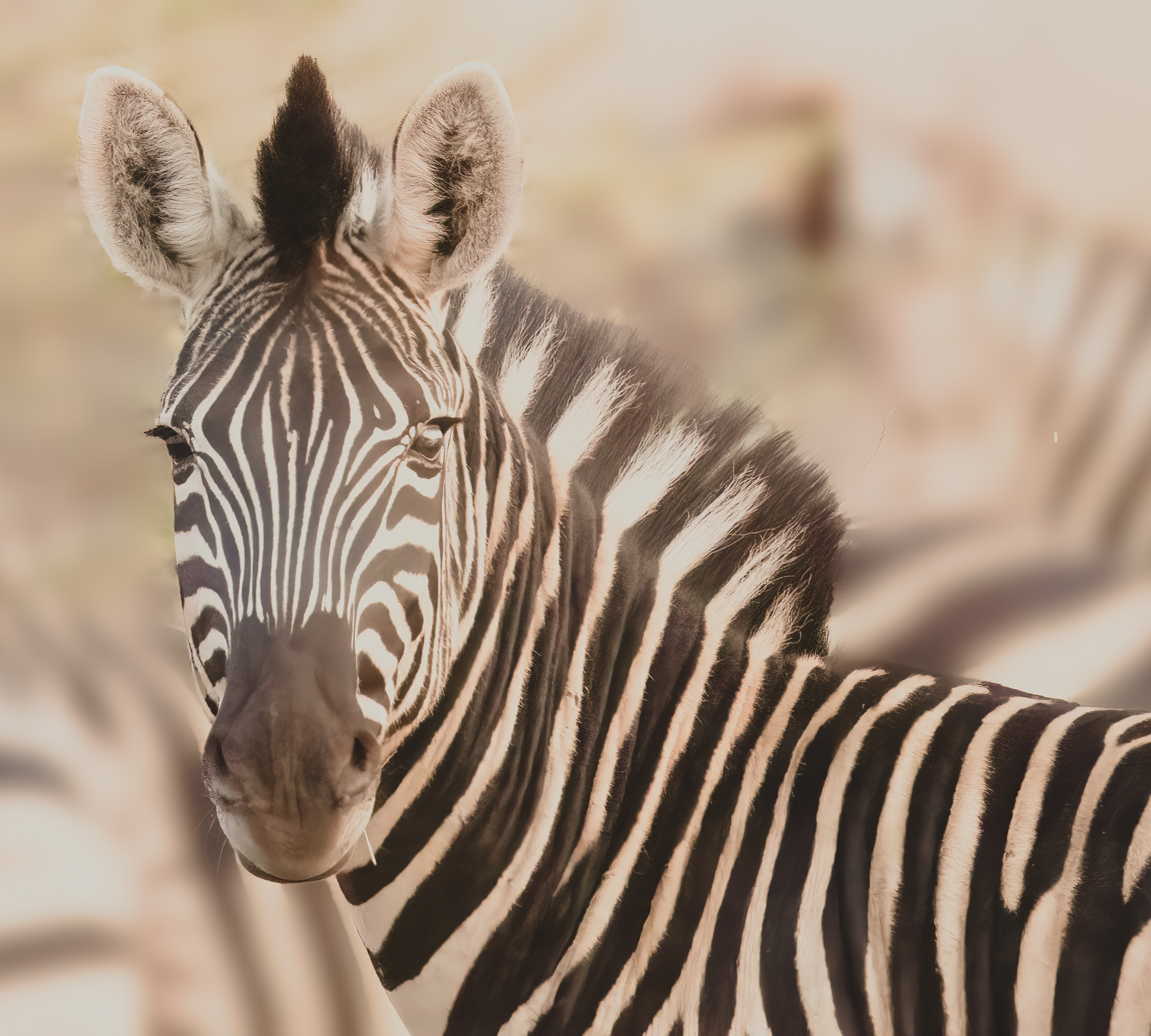 Zebra 
