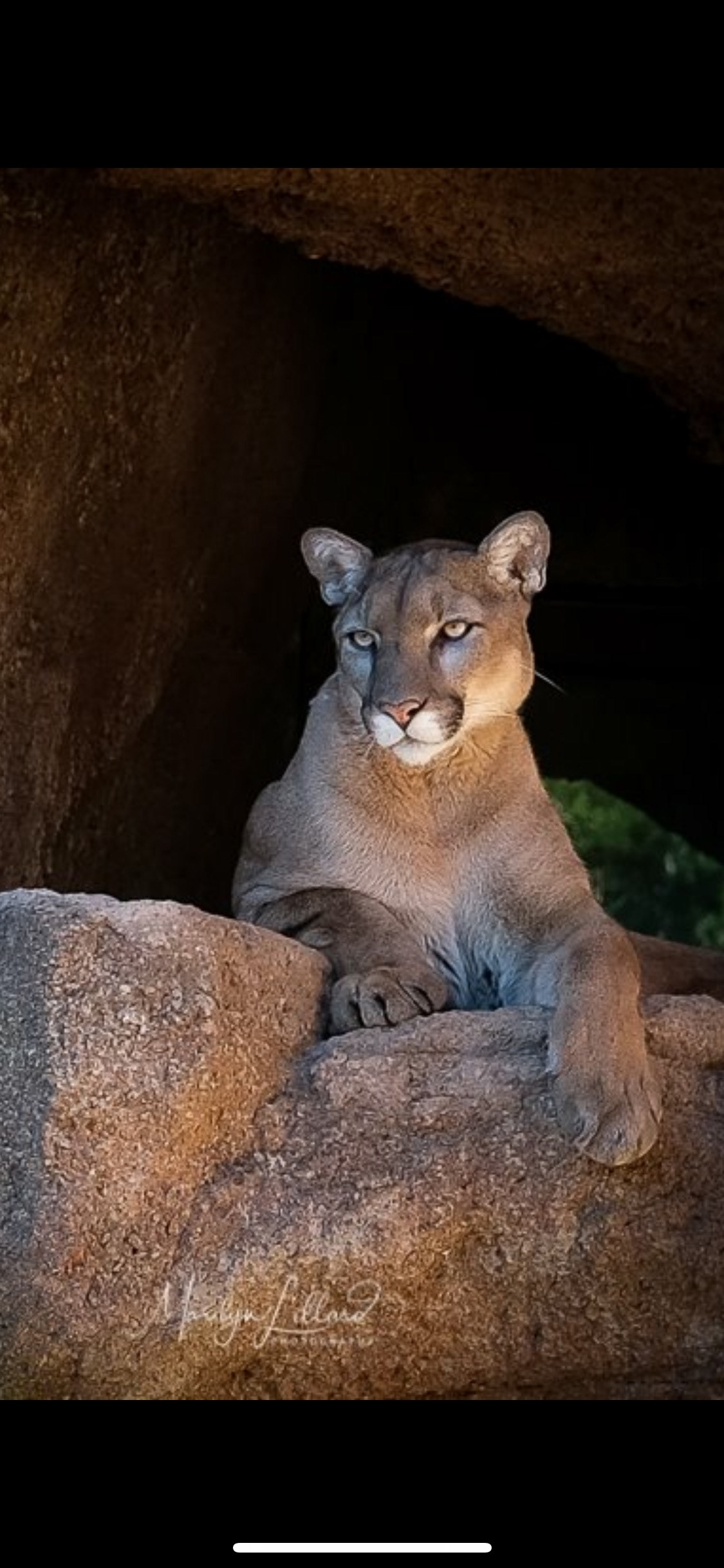 Mountain Lion
