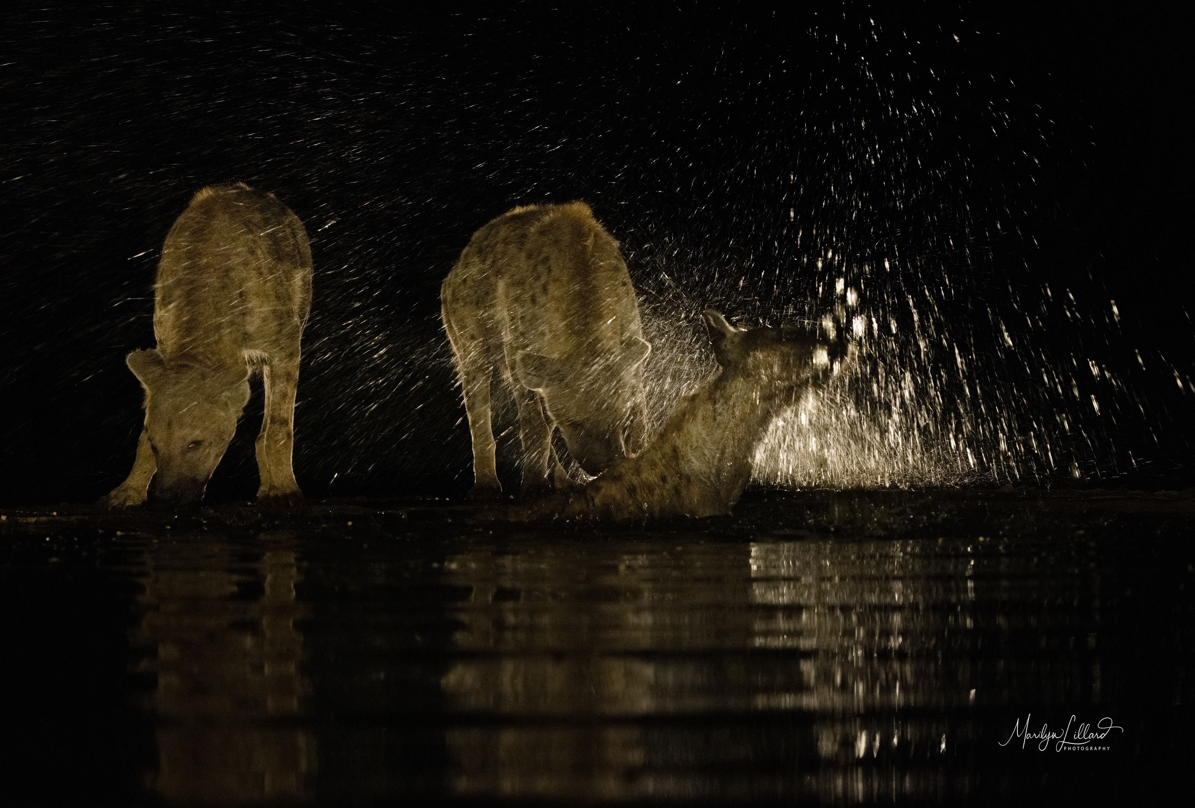 Splashing hyenas