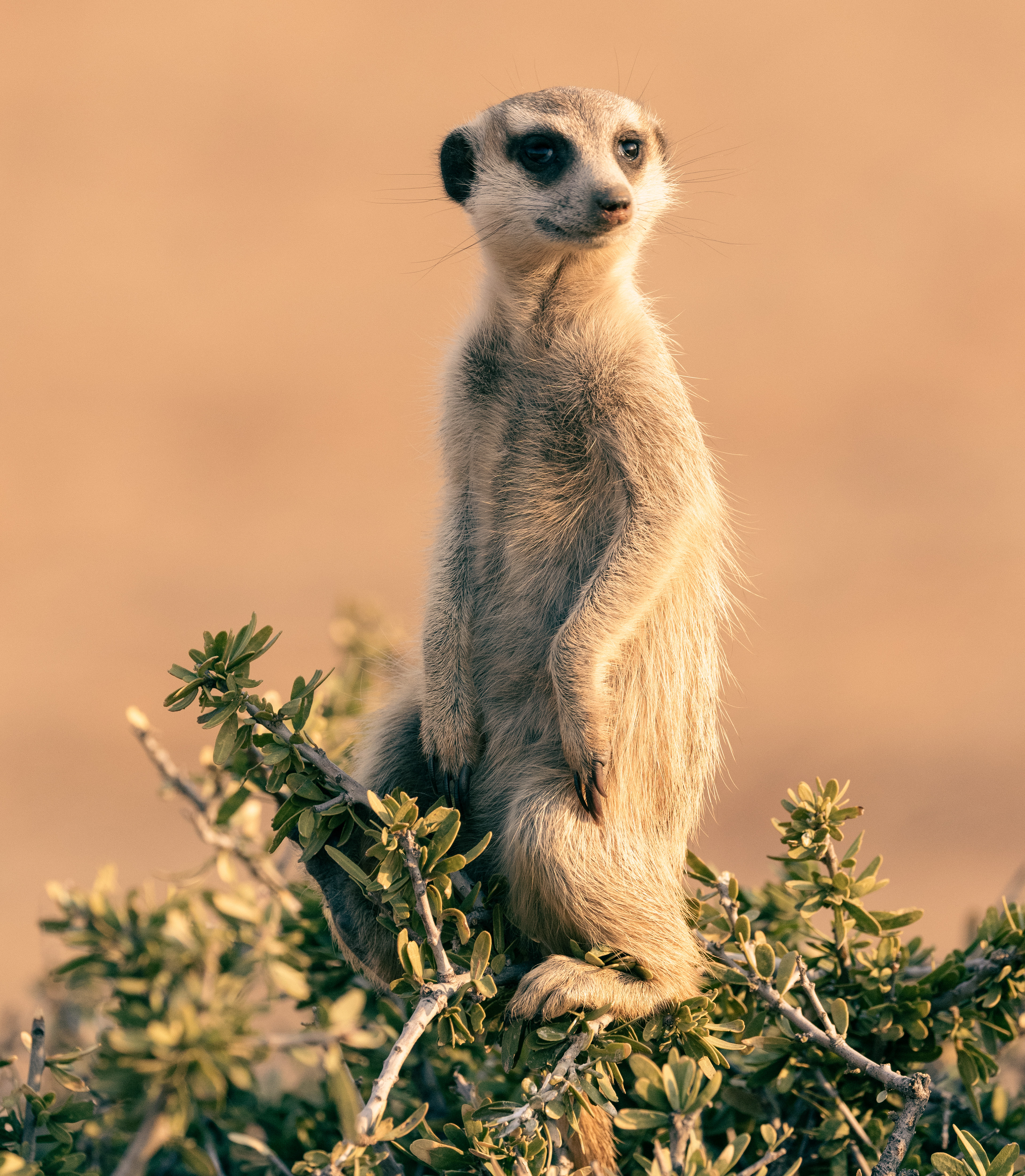 Meerkat 