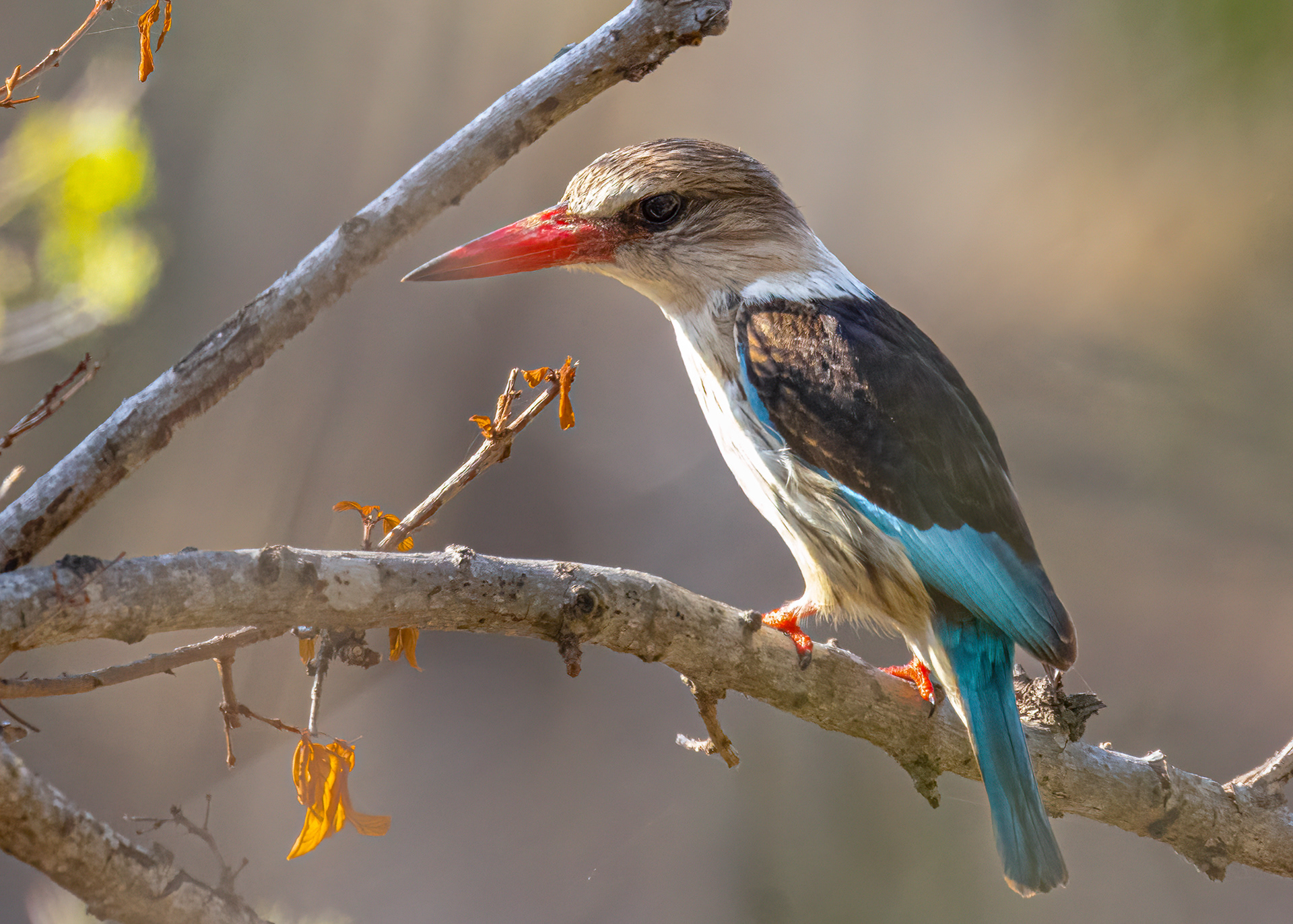 Brown Hooded KingFisher 