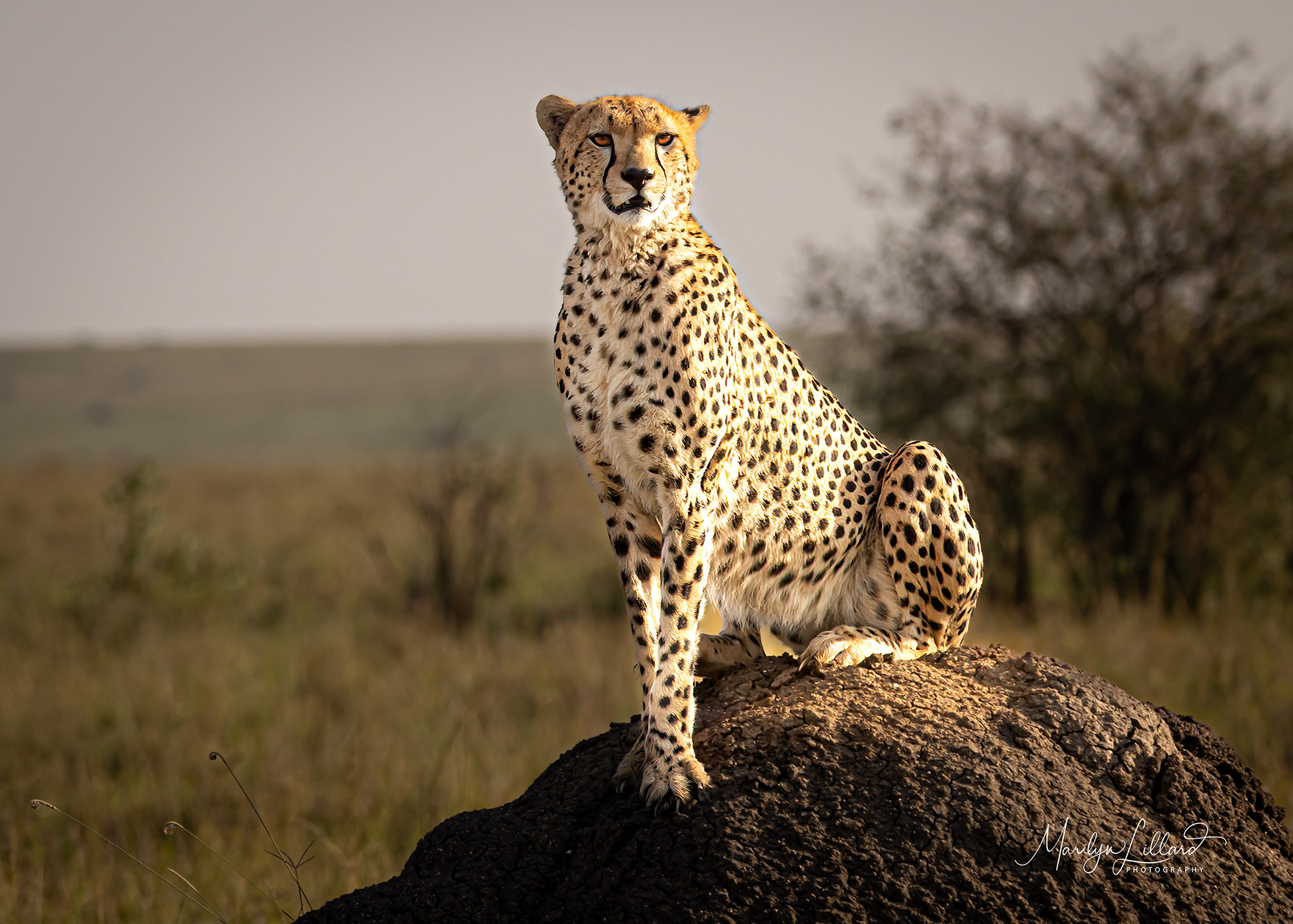 Posing cheetah