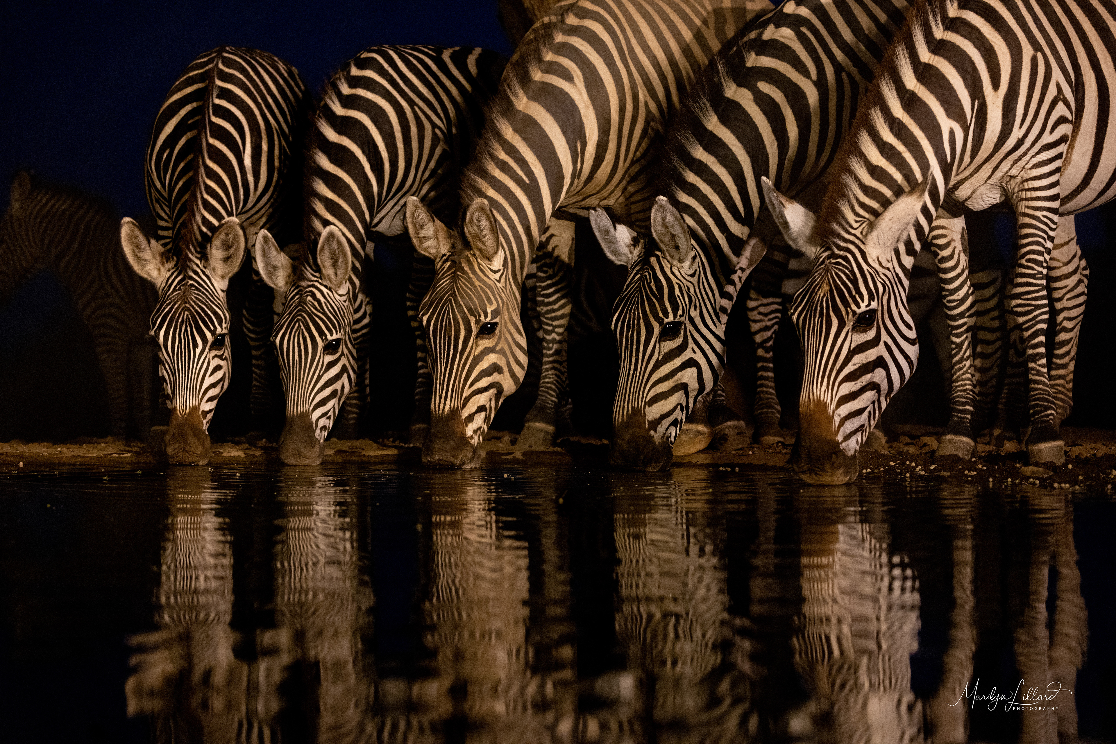 zebra-2