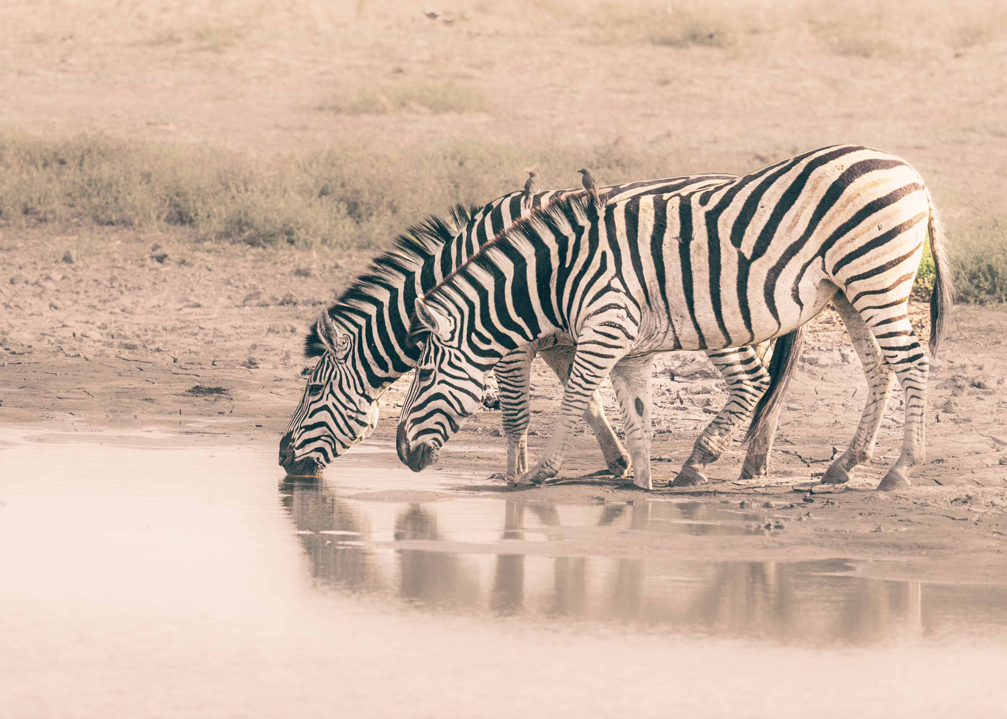 Zebras Drinking 