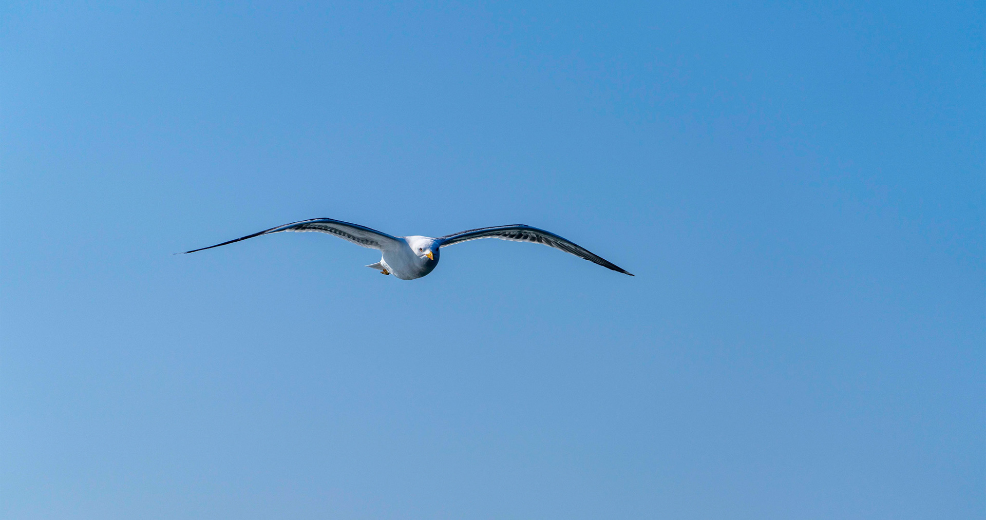 Seagull