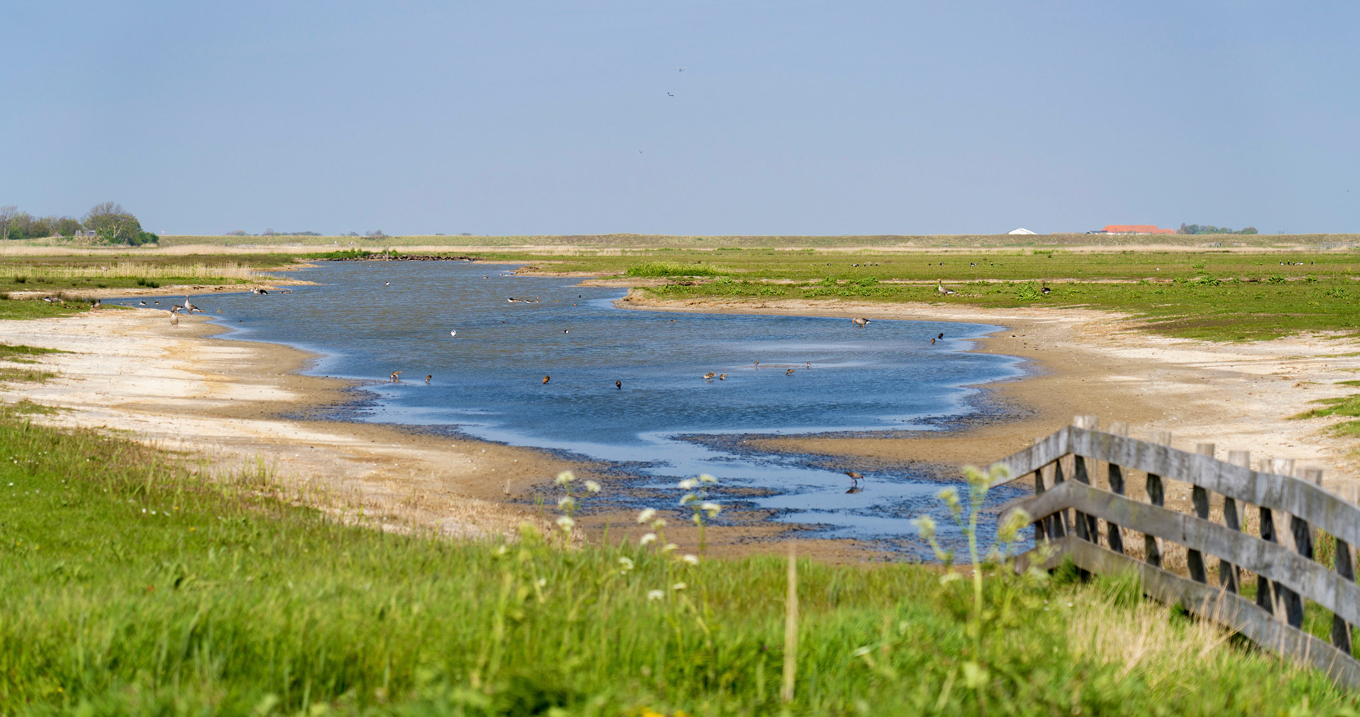 Birds paradise | Texel
