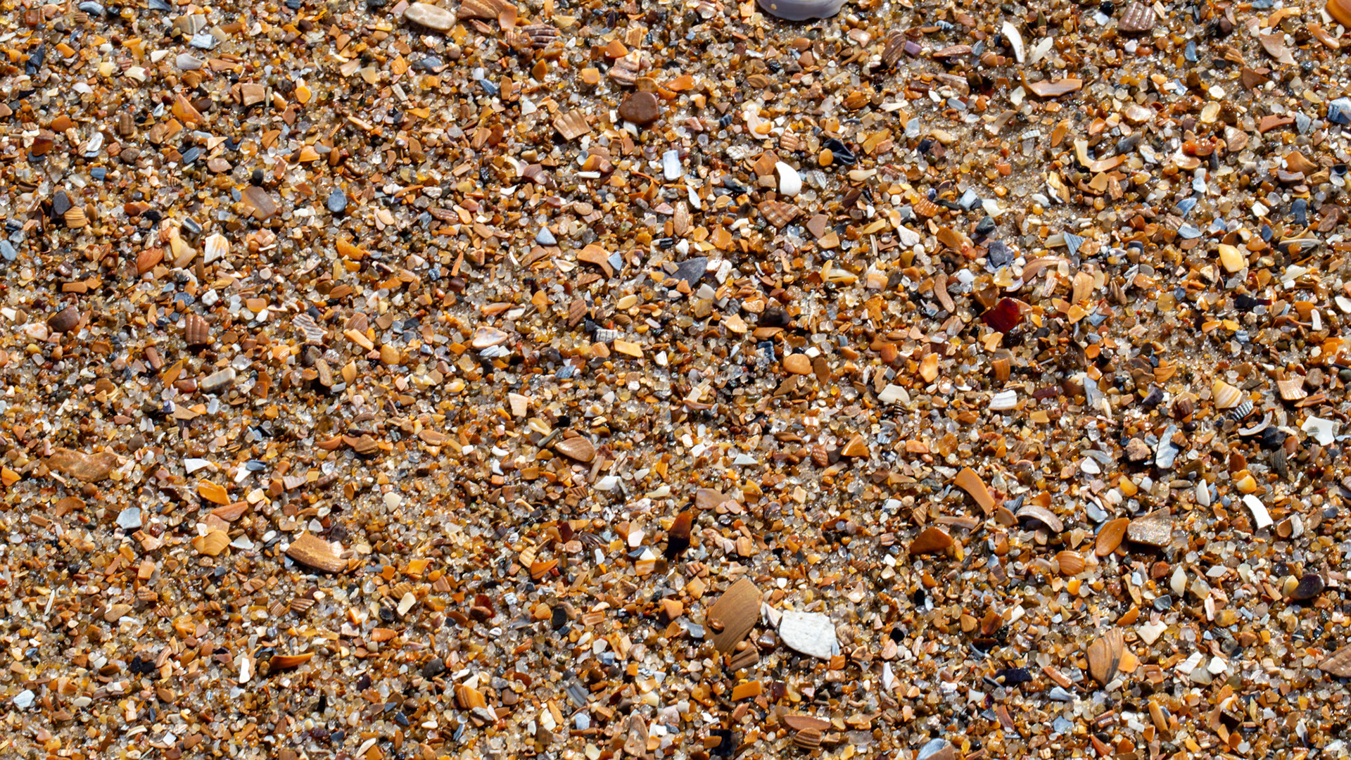 The tiny world of a beach is a world of its own