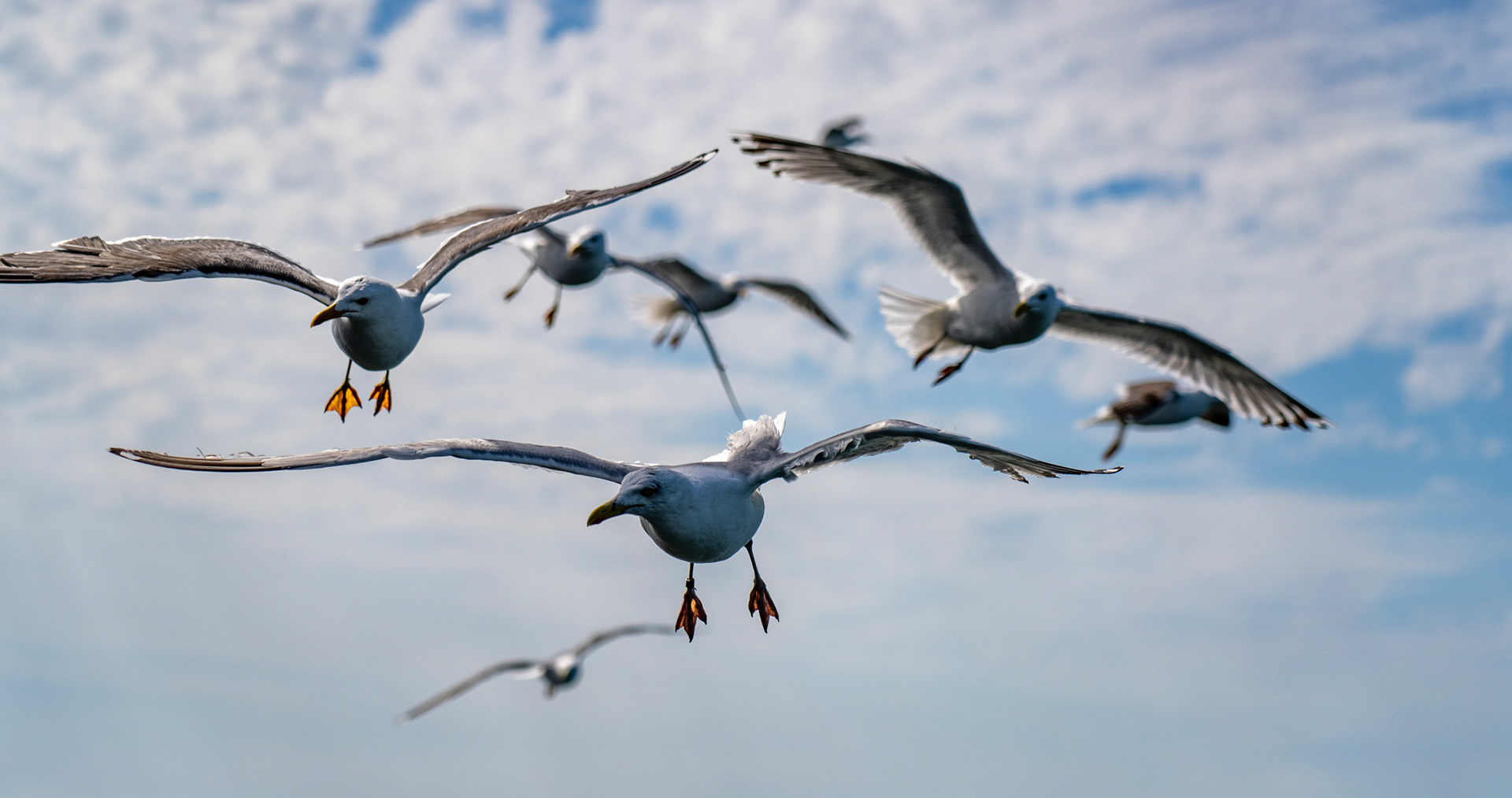 A Flock of Seagulls