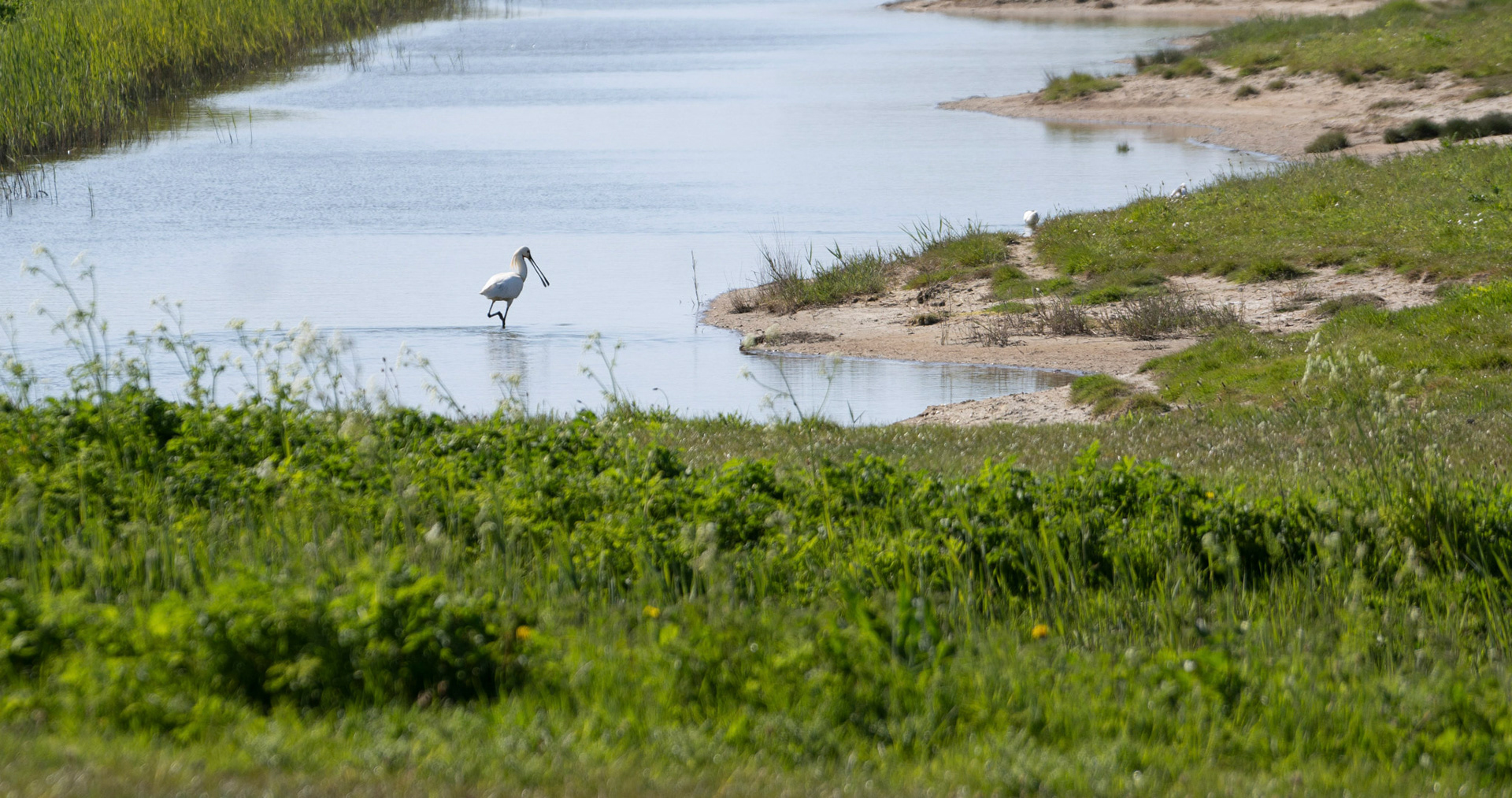 A Spoonbill | Texel