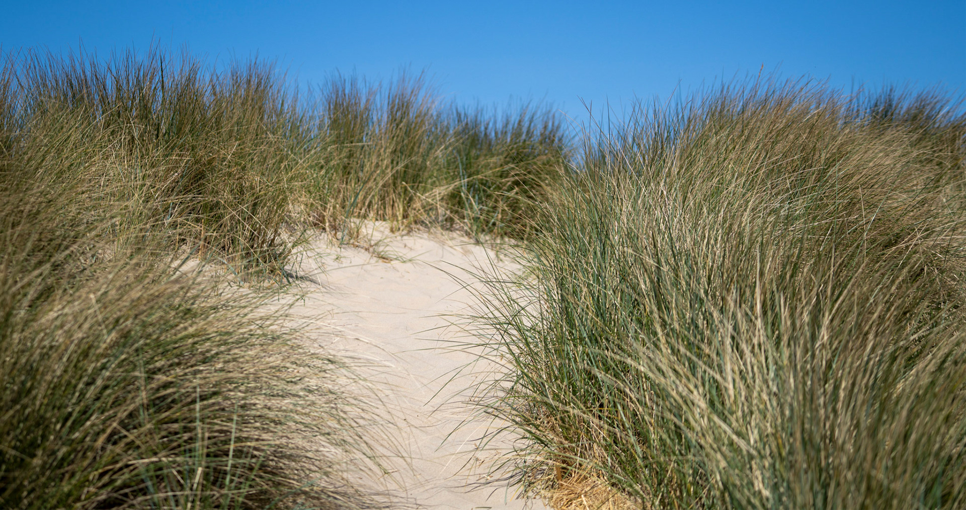 Dunes | Texel