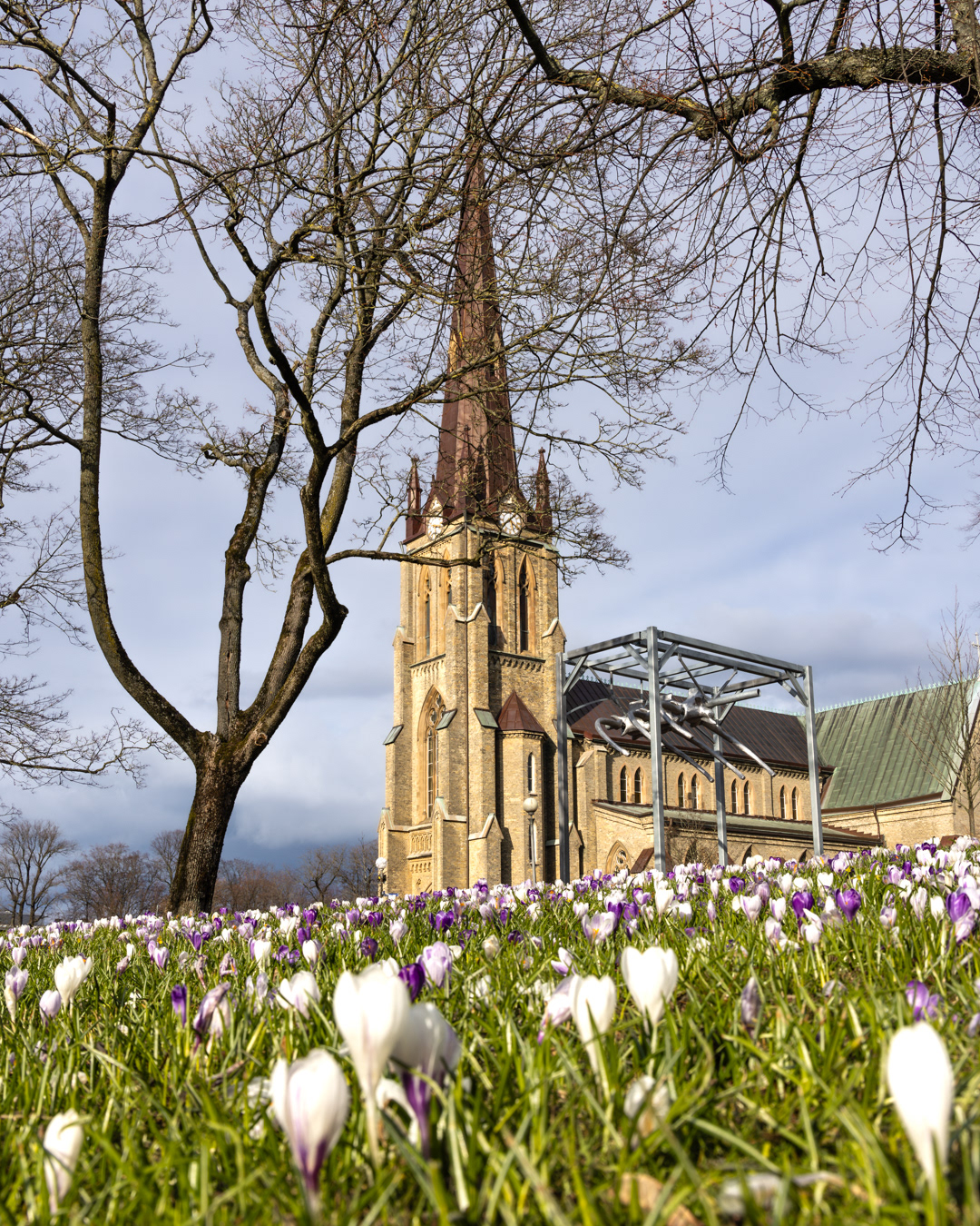 Krokusblüte