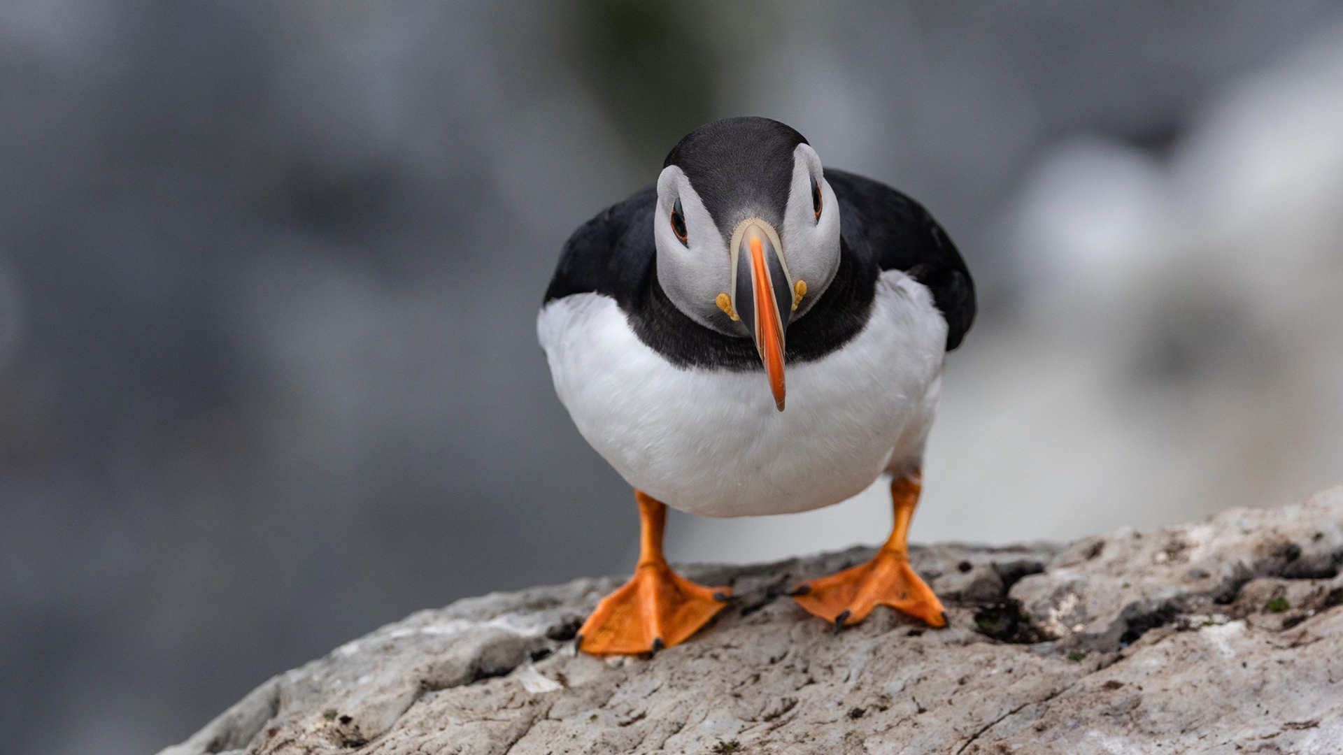 Papageientaucher auf Hornoya - Norwegen | Lydia Bauer