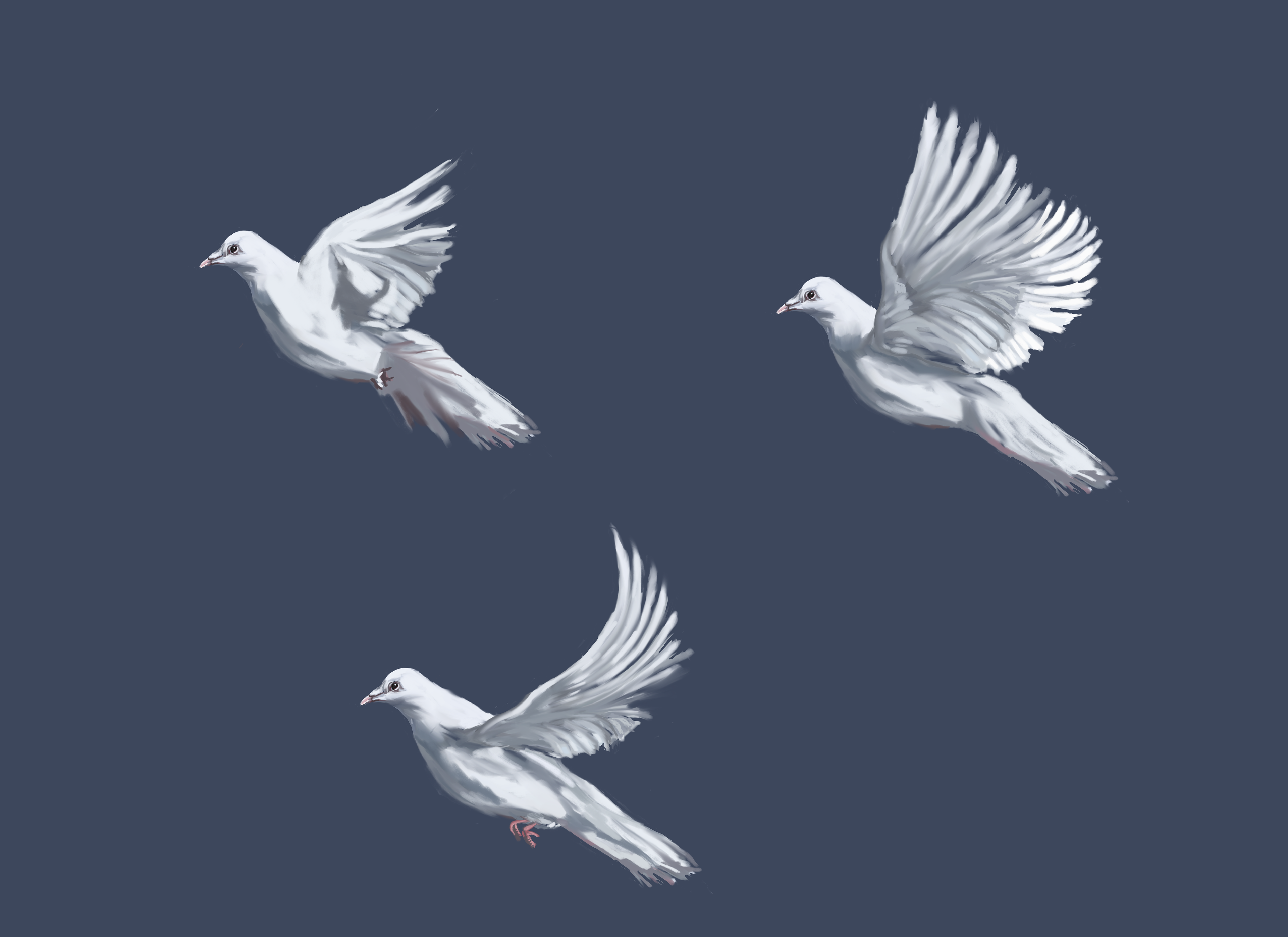 Three Doves, 2019