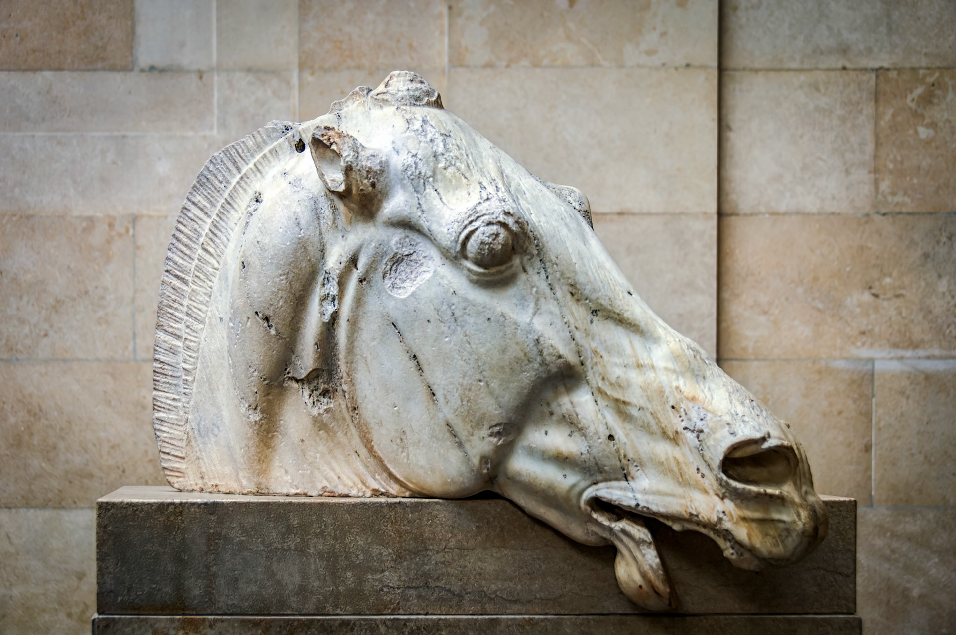 Head of one of Selene's Horses