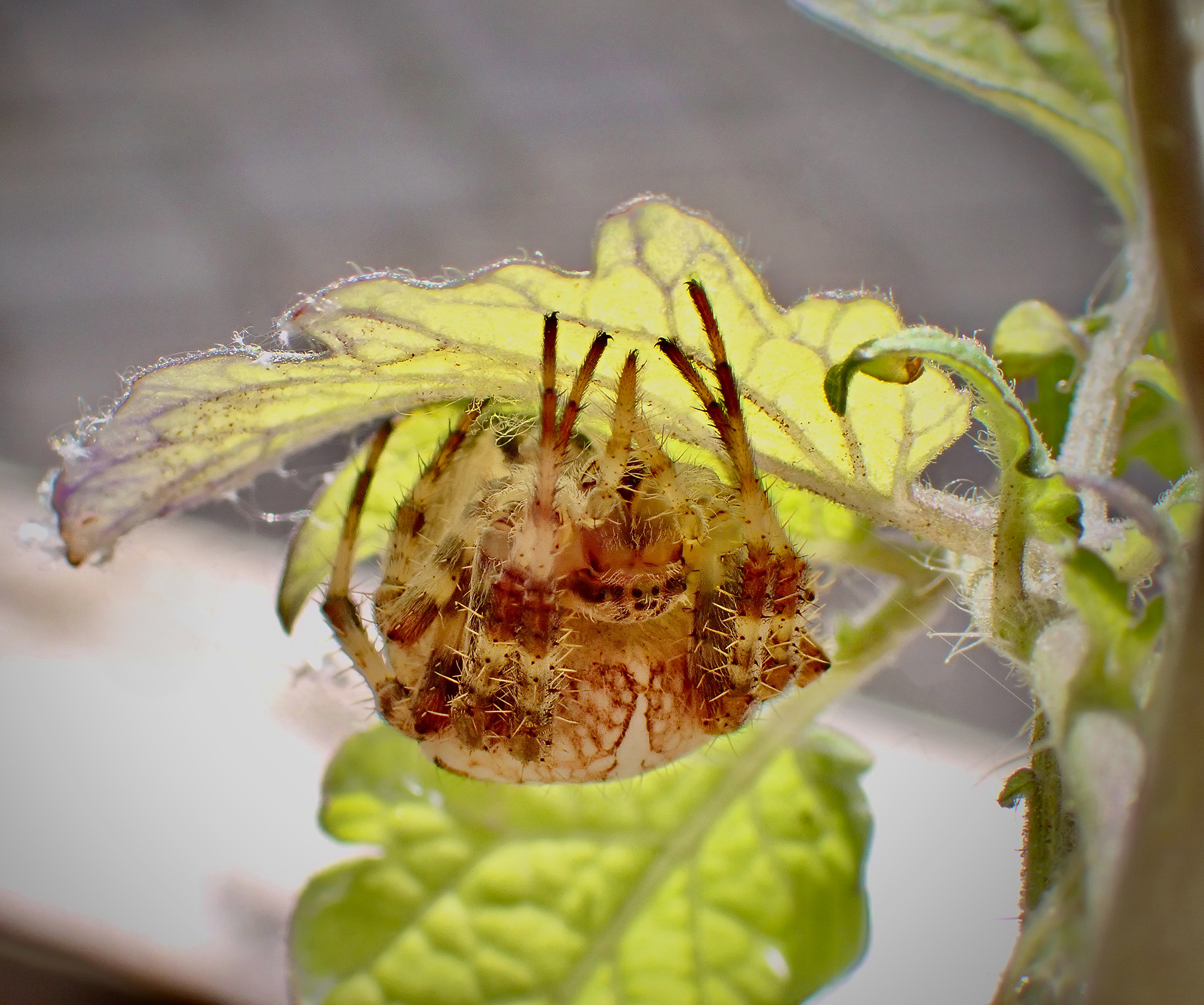 Orb Weaver