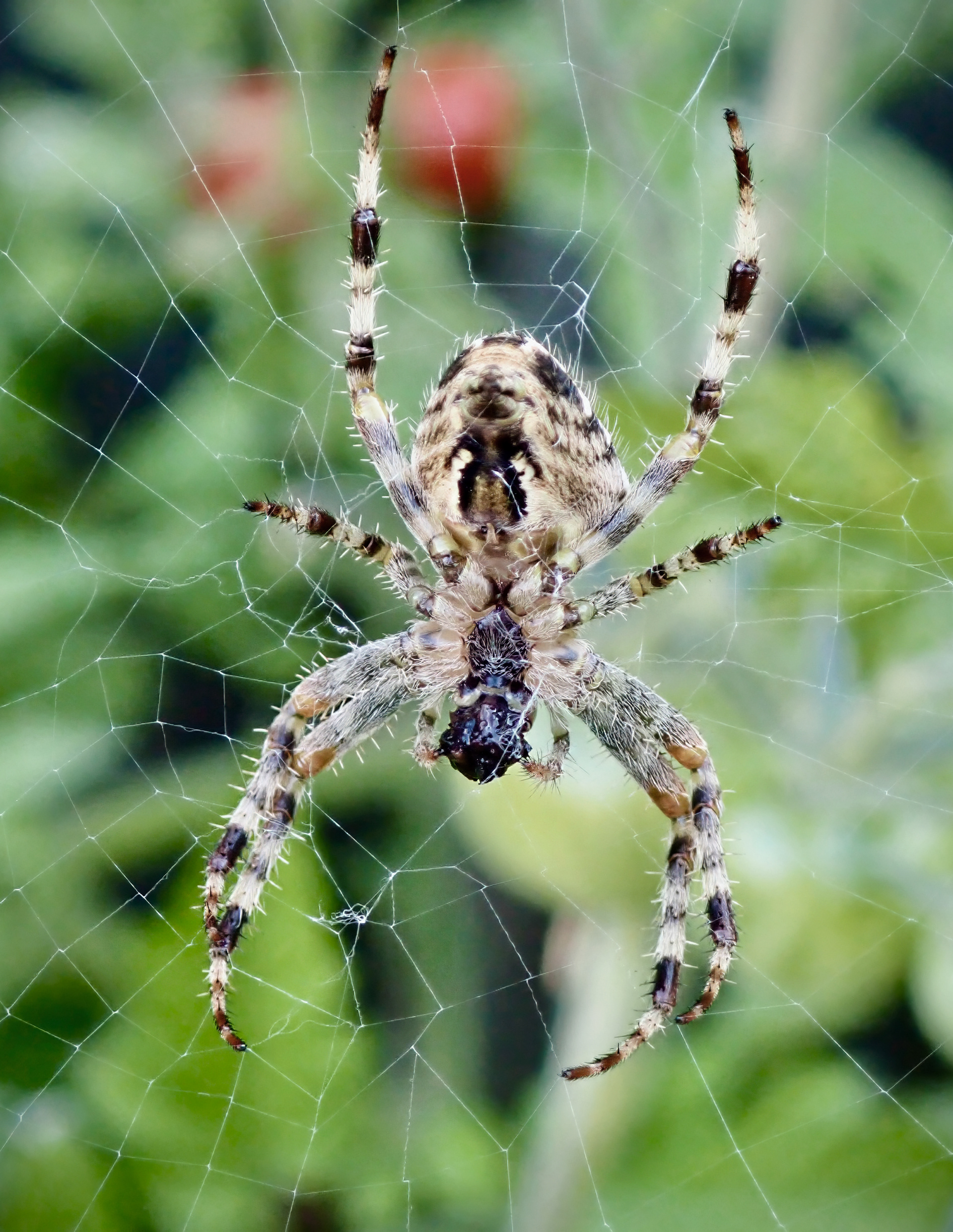 Orb Weaver