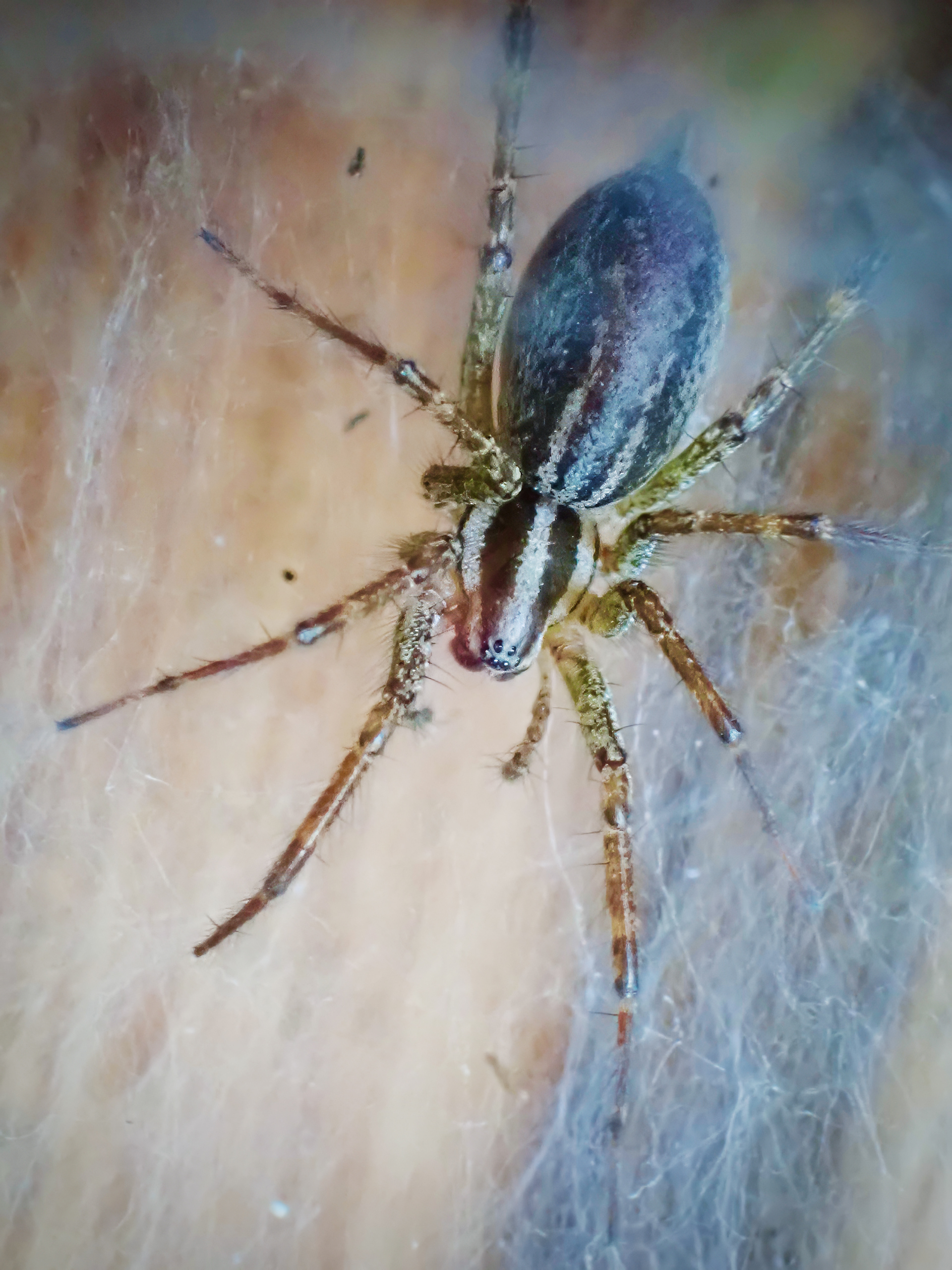 Potters grass spider