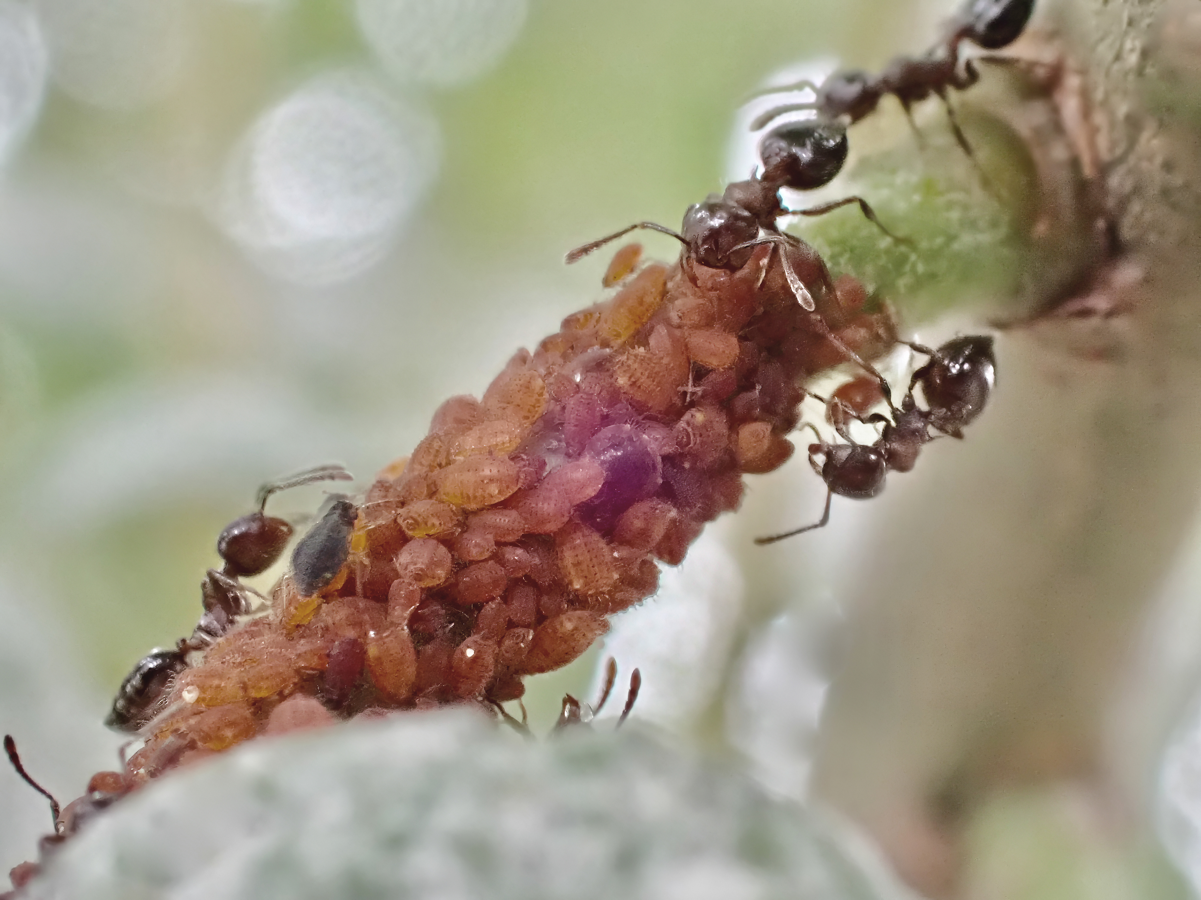 Ants and Aphids