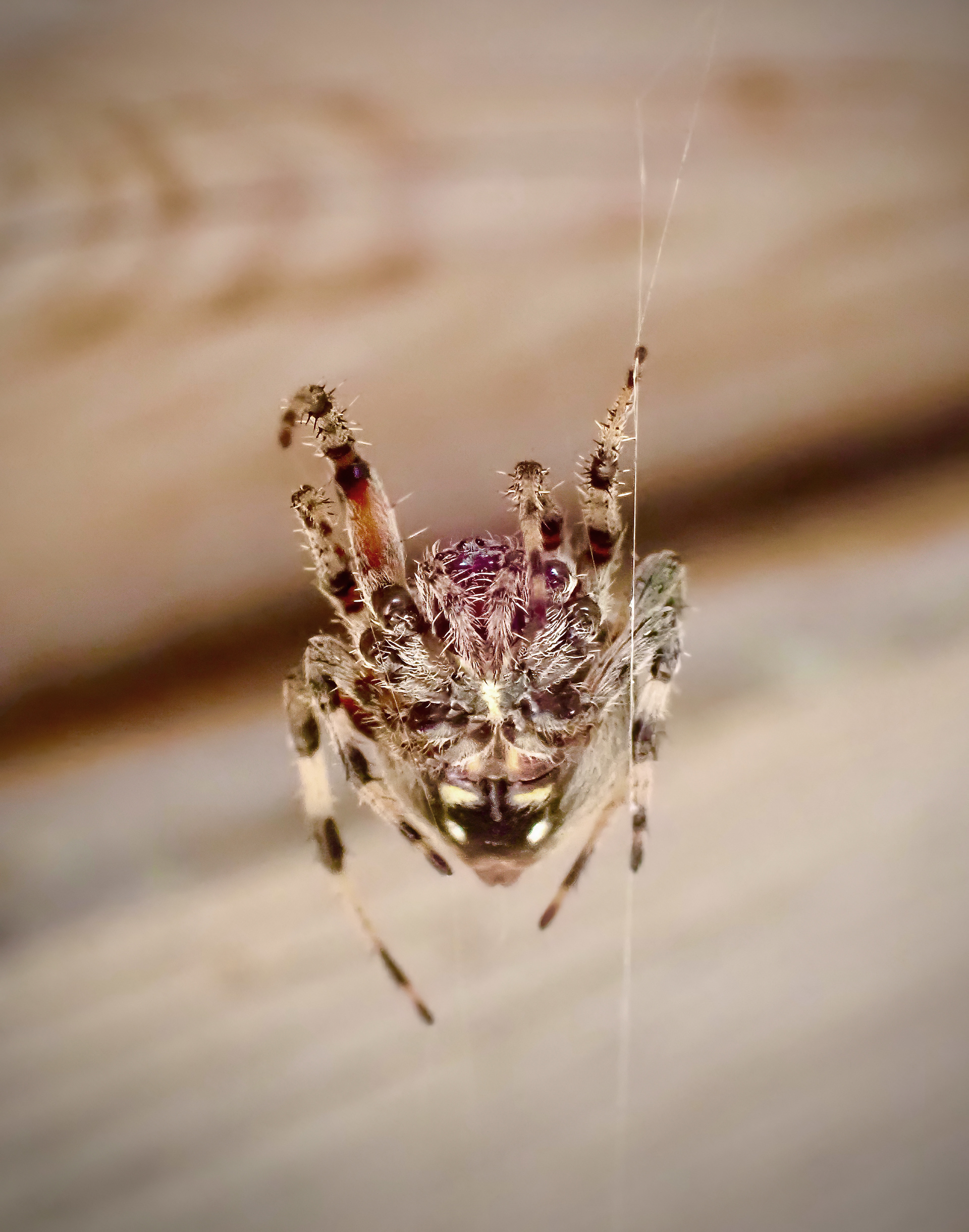 Orb Weaver