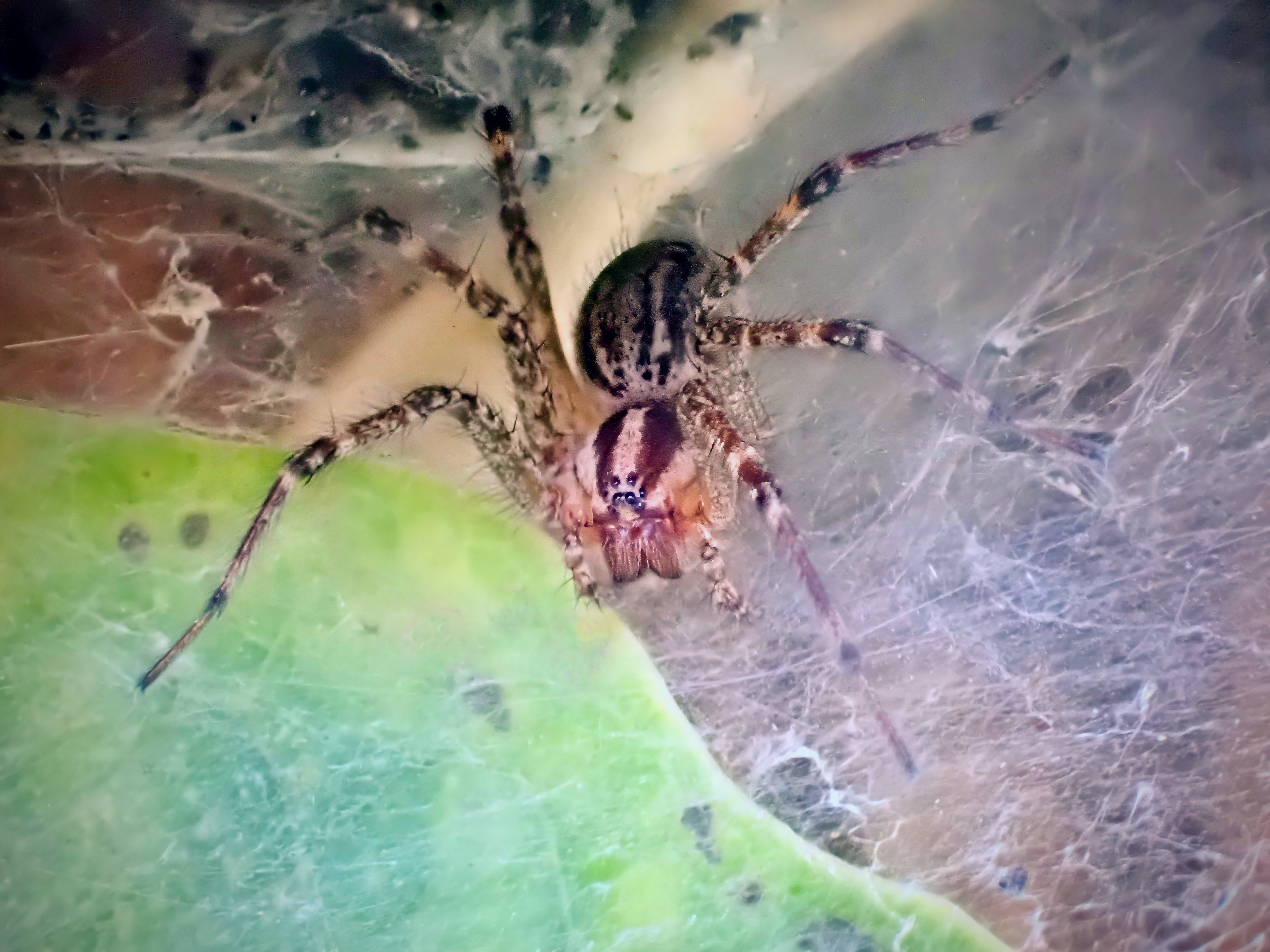 Potters grass spider