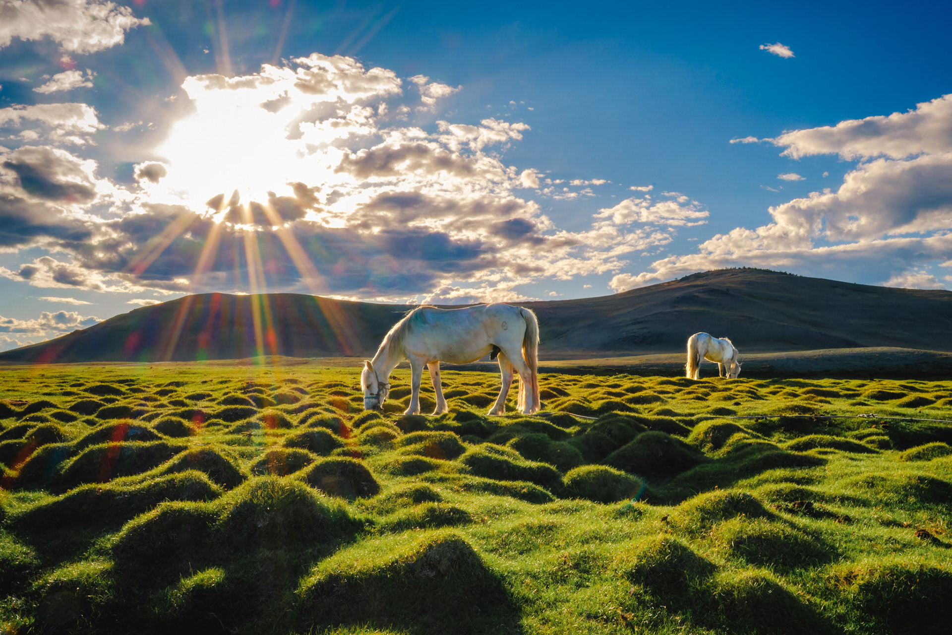 Mongolie