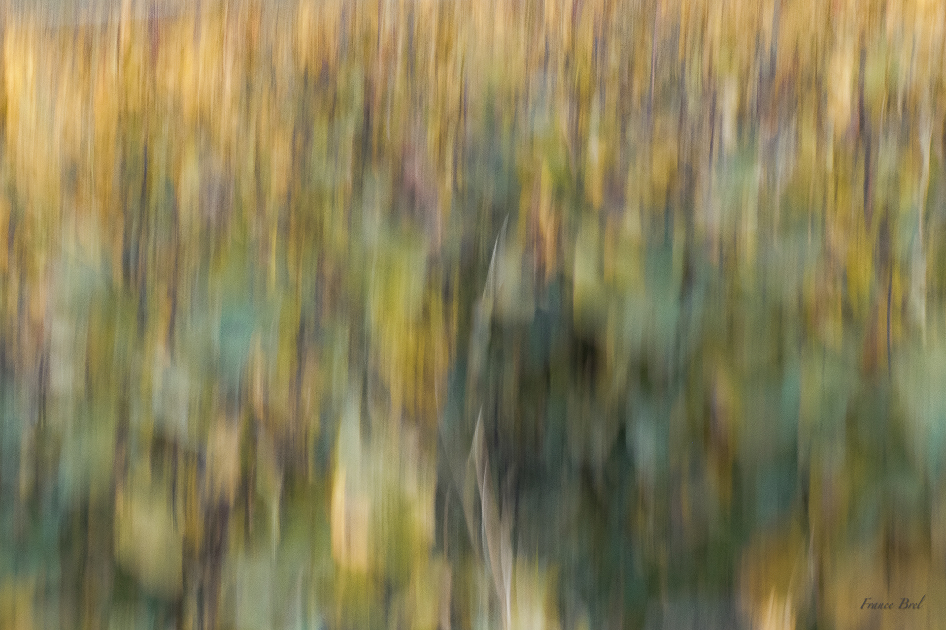 ABSTRACT N° 7