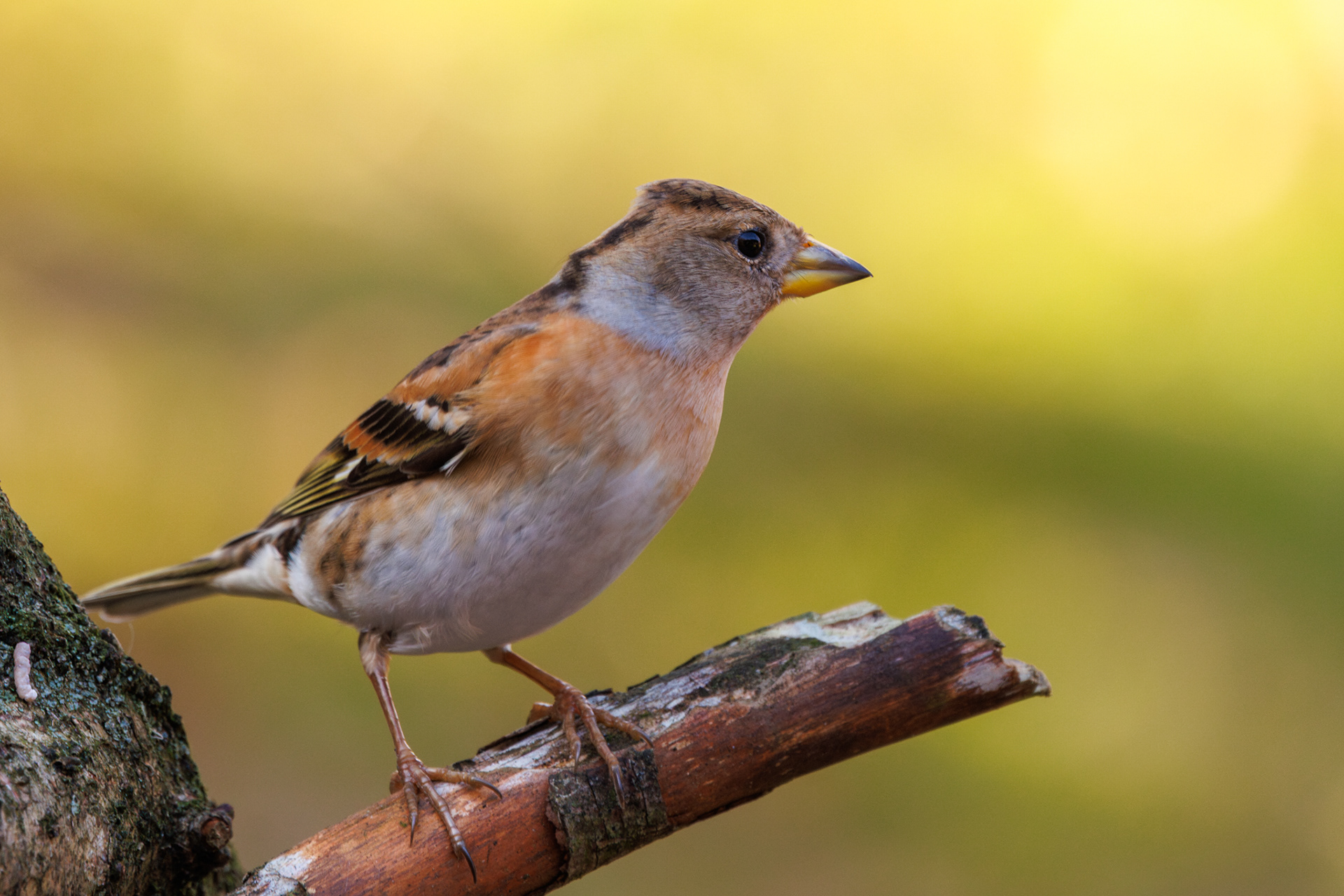 Keep met bruine streepjes en oranje vleugeltekening op een tak, stralend gele achtergrond