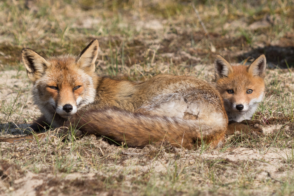 Een twee koppige vos?! Nee, een moeder met haar jong.